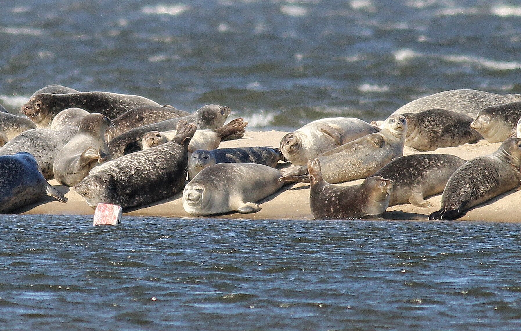 Save the Seals of Sandy Hook Bay, NJ