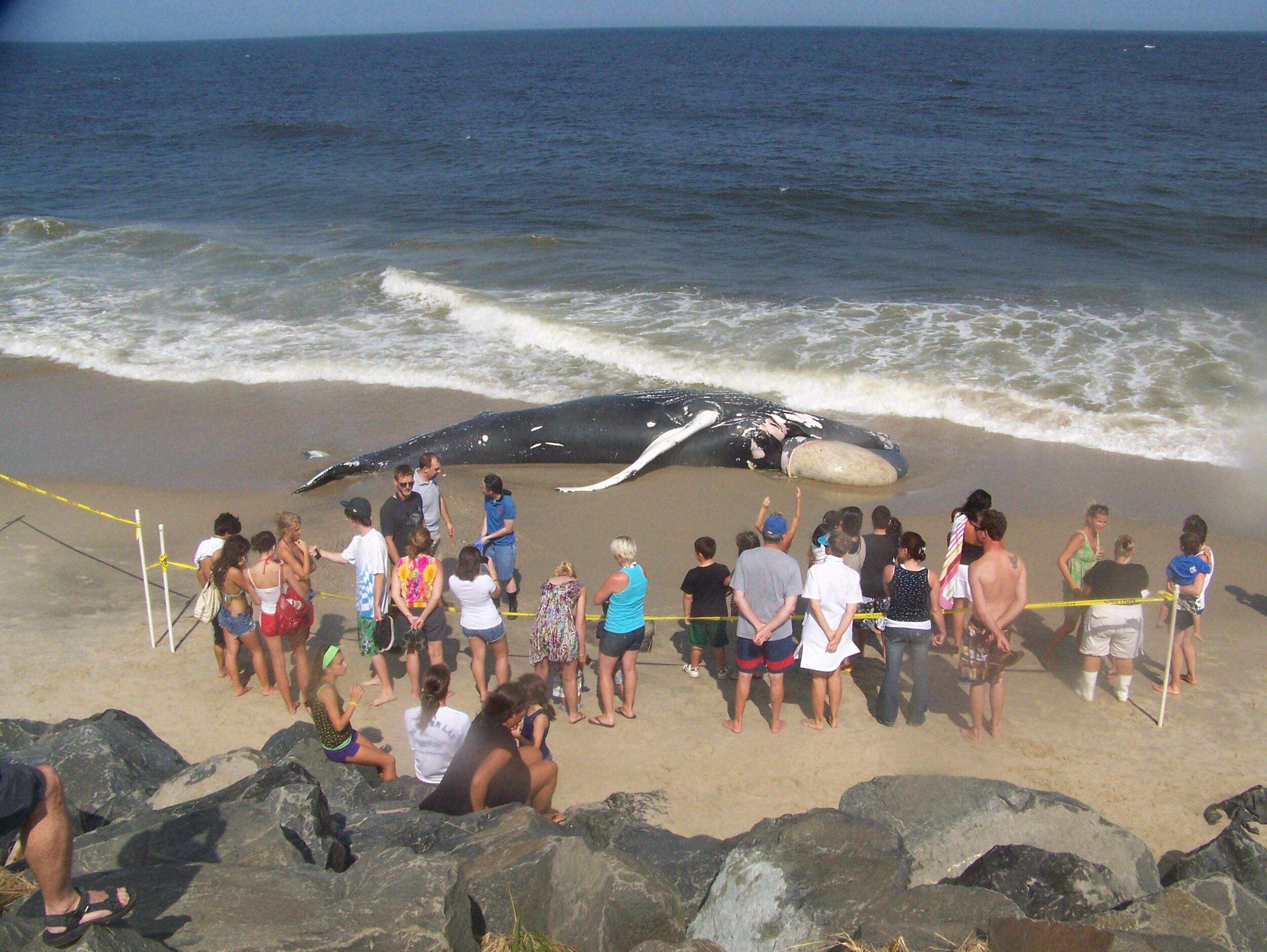 Save the Whales Along the Jersey Shore