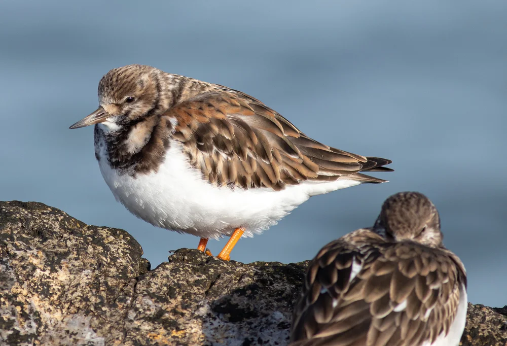 Save Shorebirds — Save Coastal Wildlife