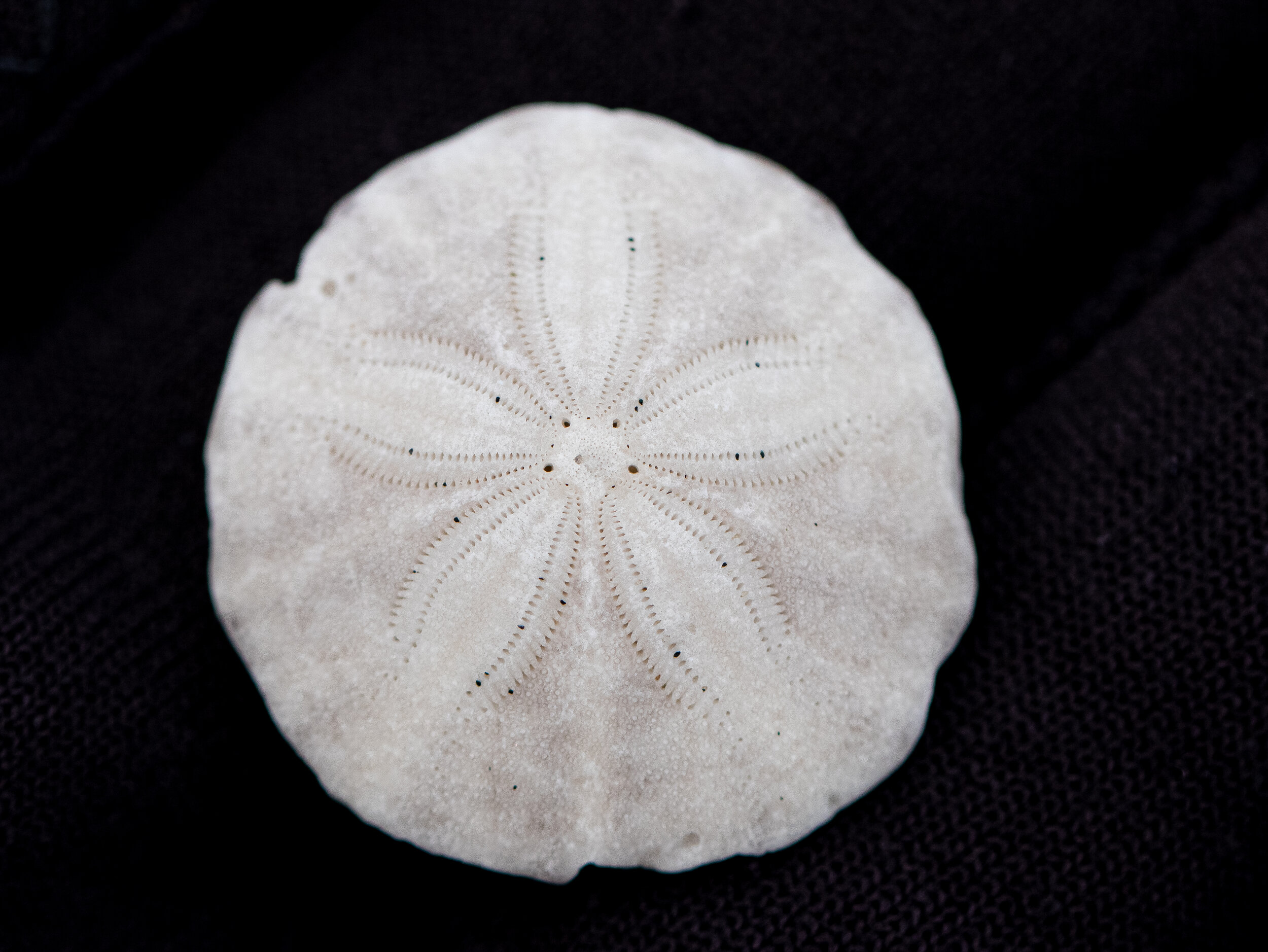 Common Sand Dollar