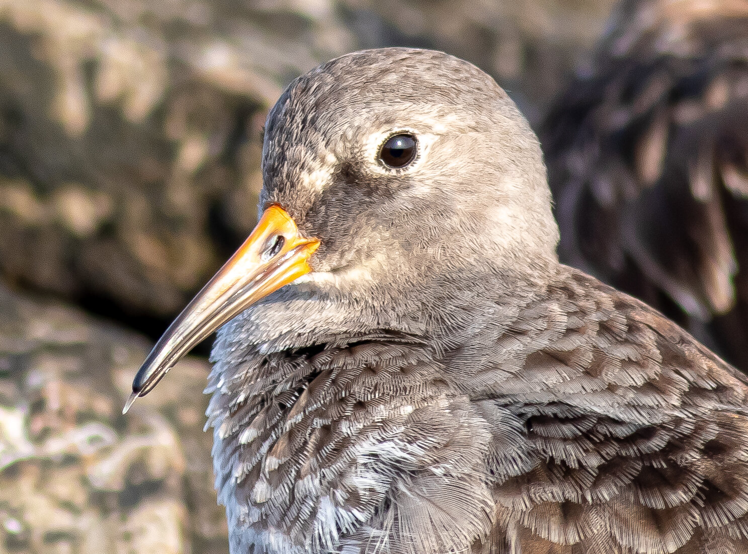 Purple Sandpiper (Copy)