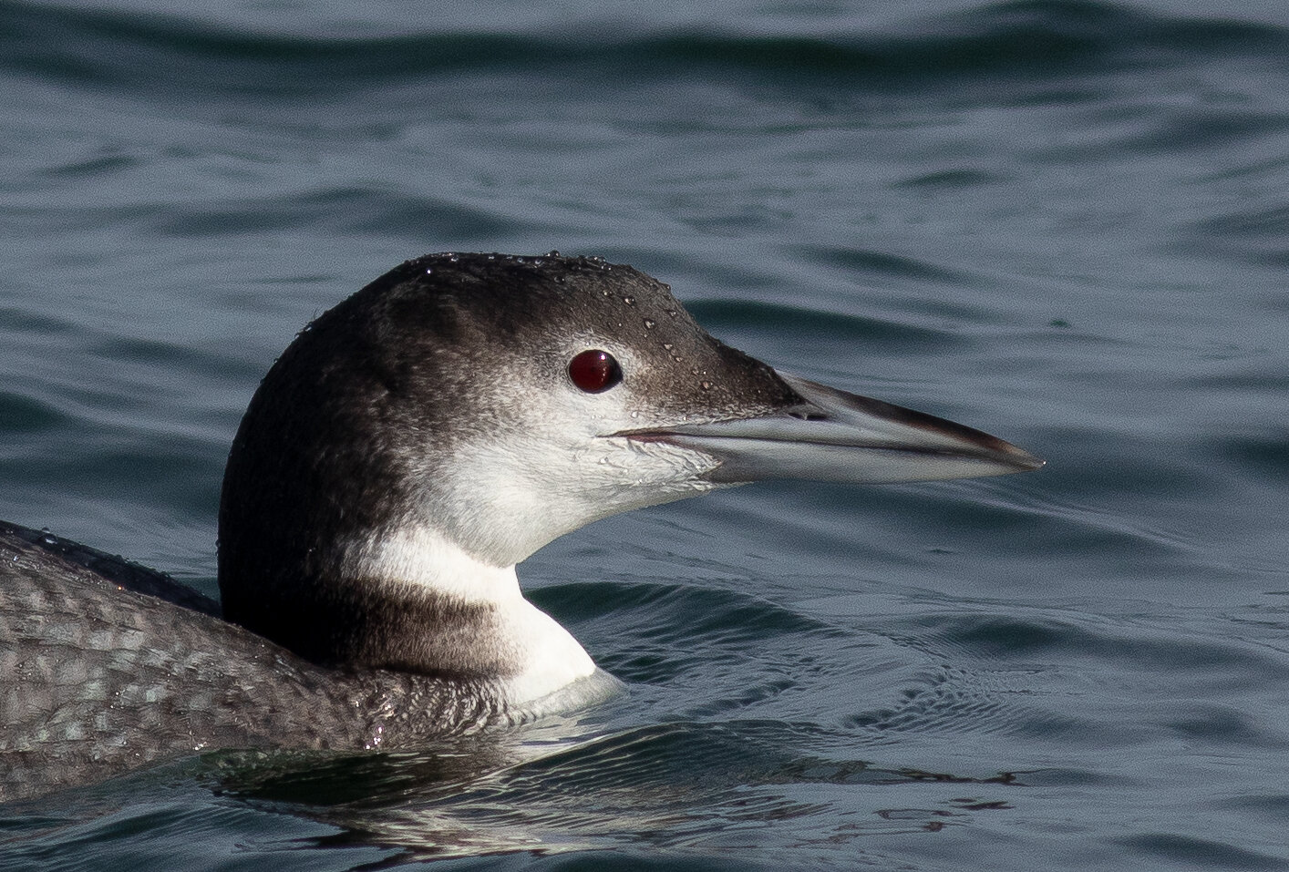 Common Loon (winter plumage)