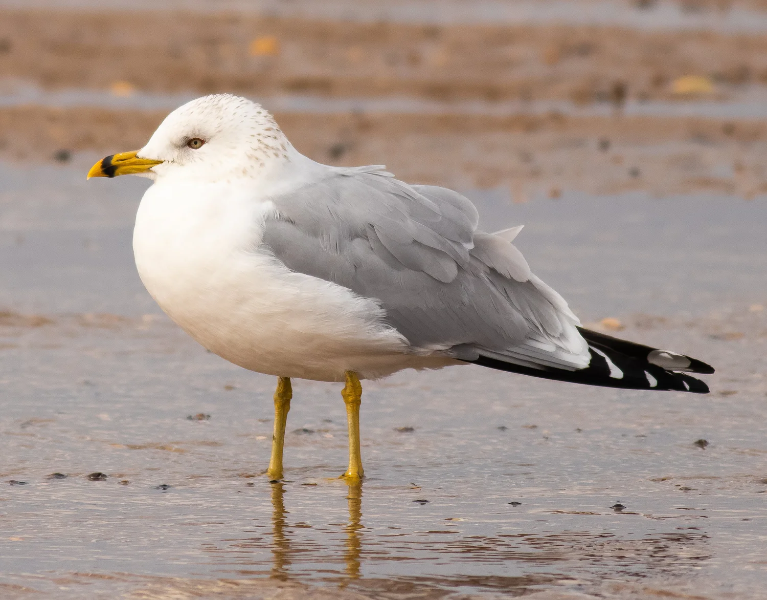 Have We All Missed the Point About Seagulls? — Save Coastal Wildlife