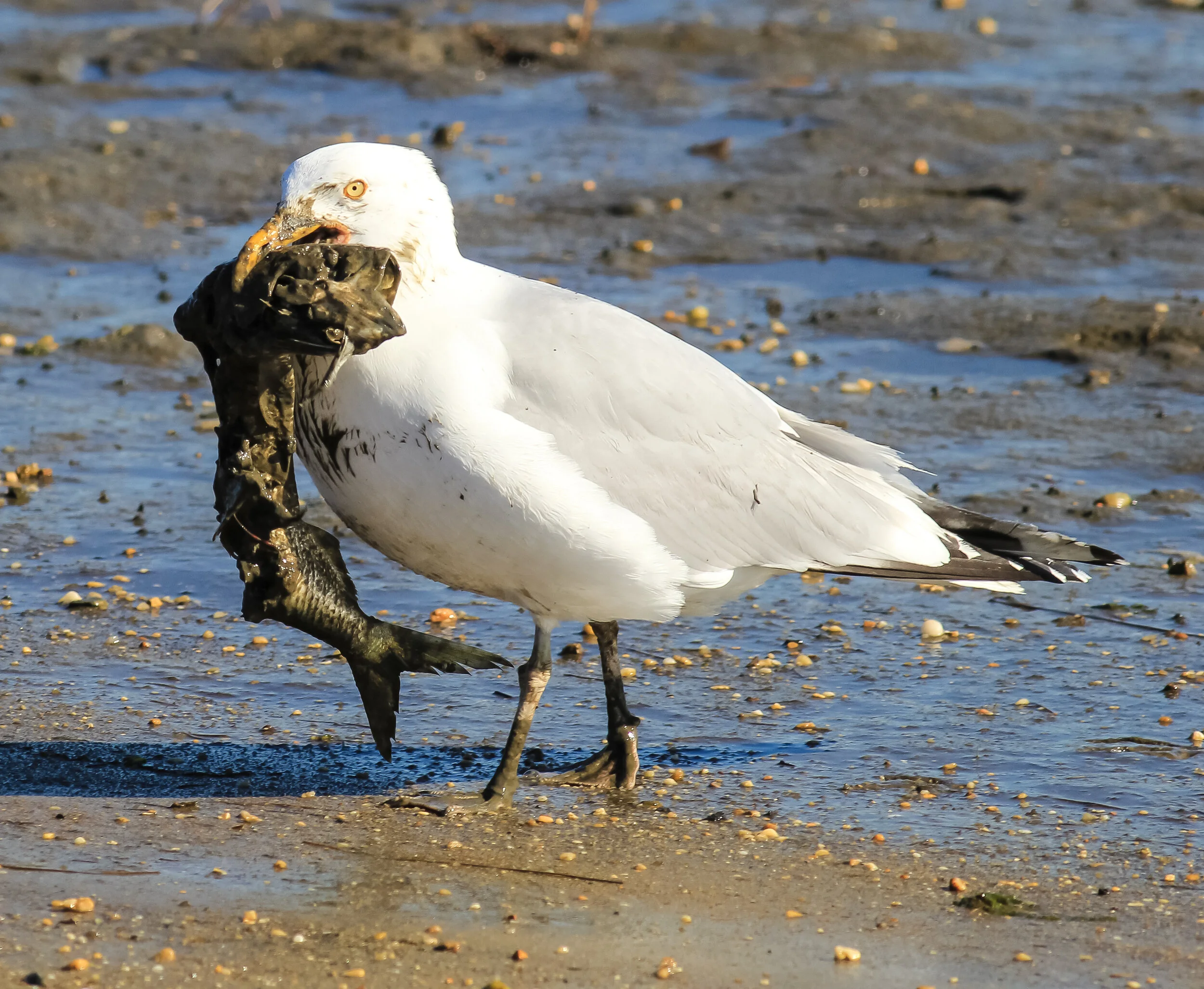 Have We All Missed the Point About Seagulls? — Save Coastal Wildlife