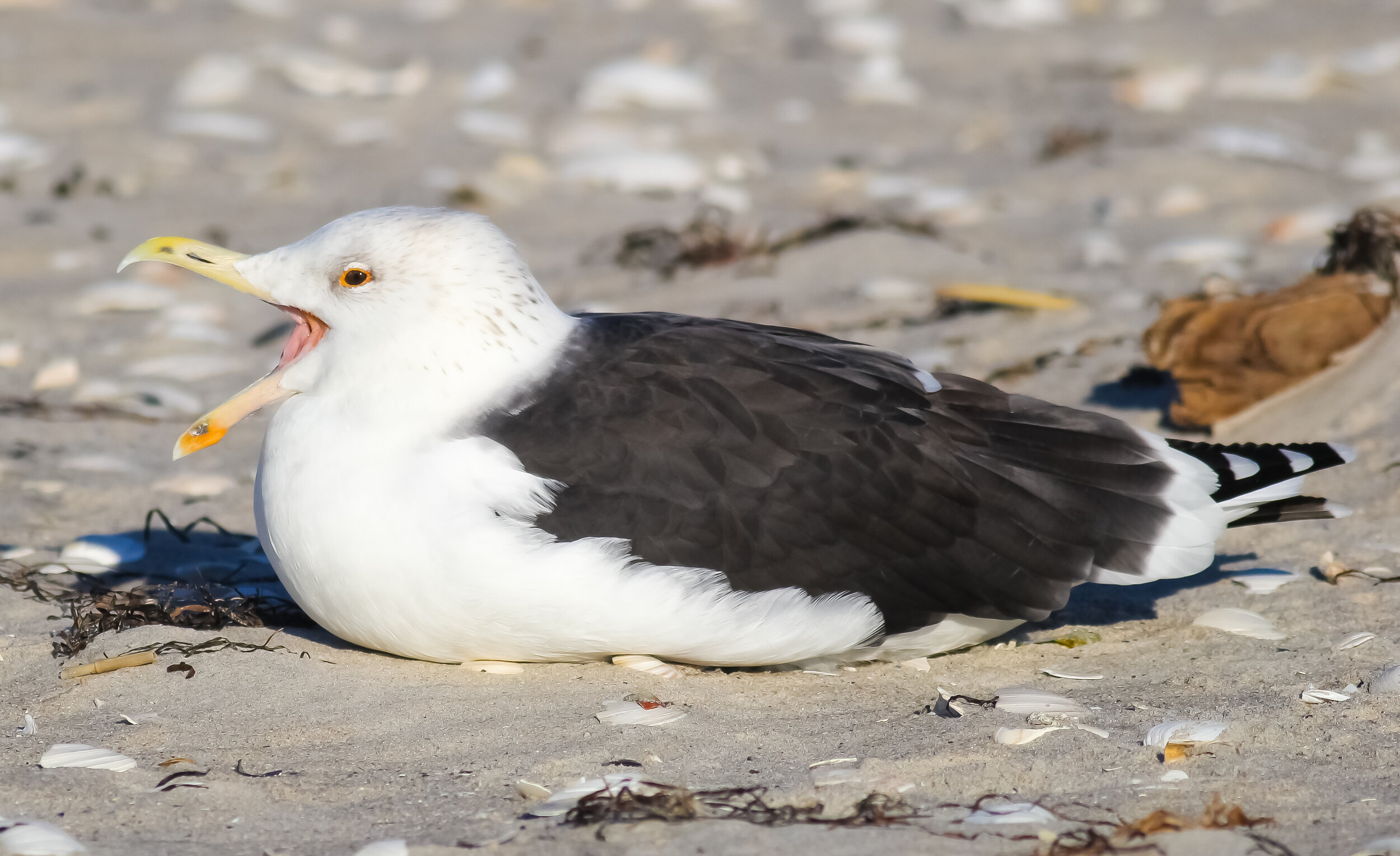 Have We All Missed The Point About Seagulls Save Coastal Wildlife
