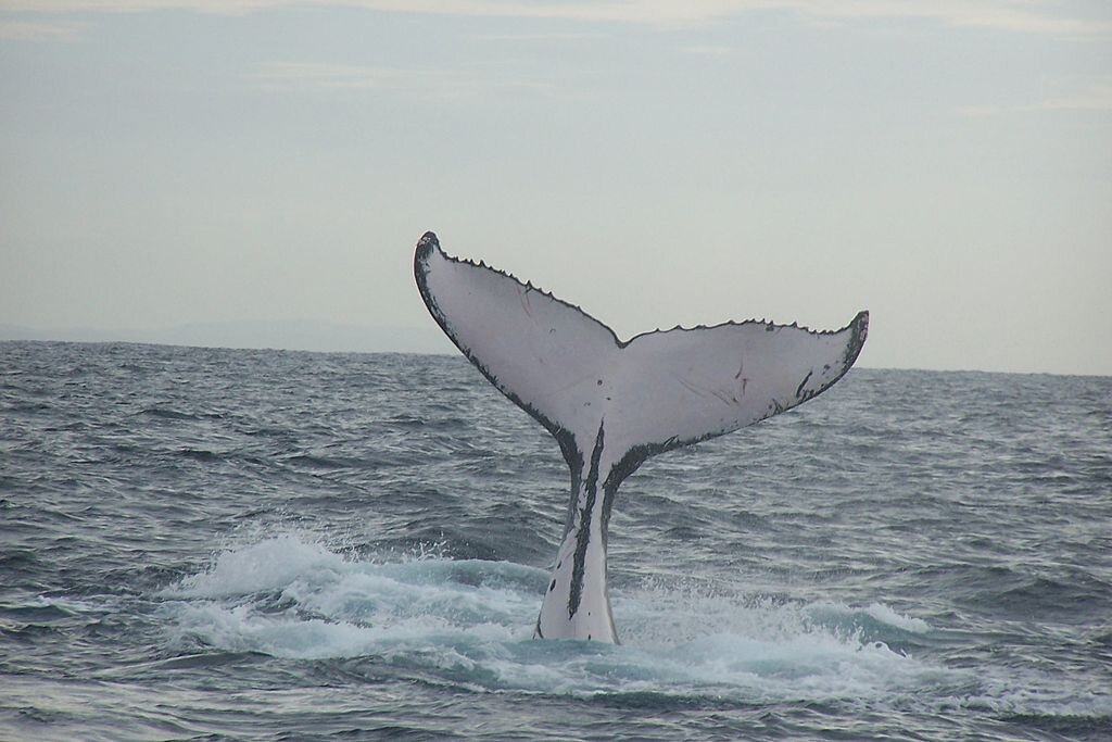 The shape and color of the tail or fluke is important to observe. Distinctive markings on the underside of flukes are used to identify individual humpbacks. The coloration ranges from white to black and every color in-between.