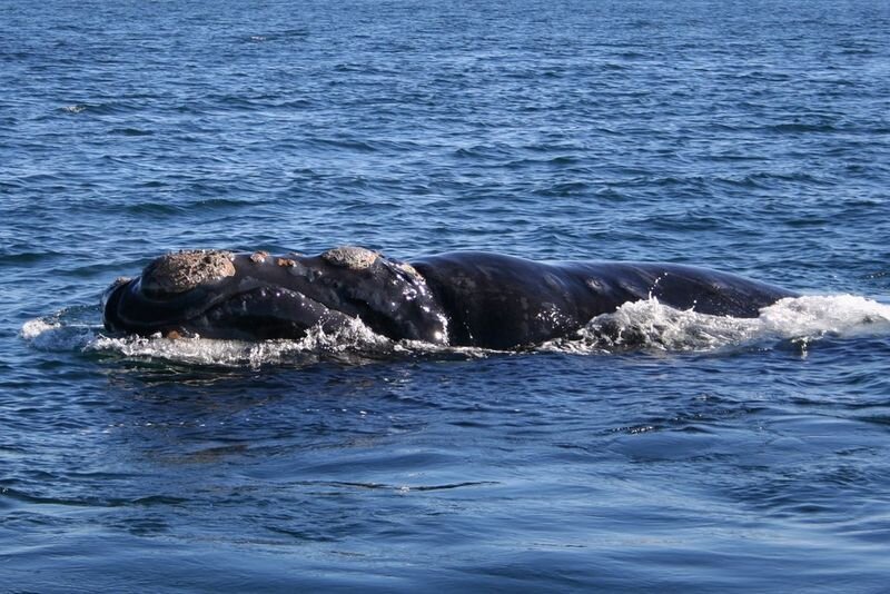 800px-Southe_right_whale6.jpg