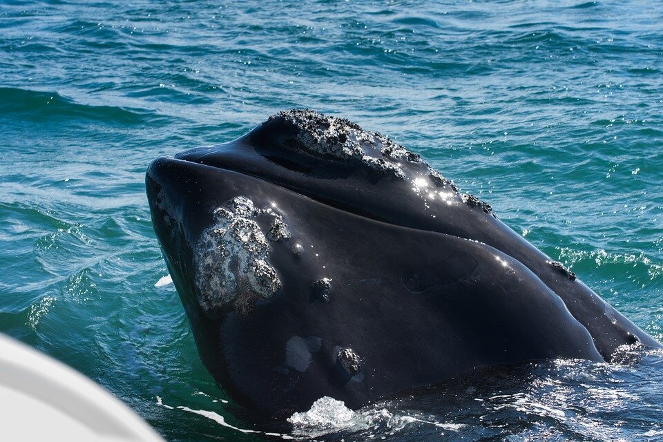 Wart-like callosities on the rostrum of a right whale.