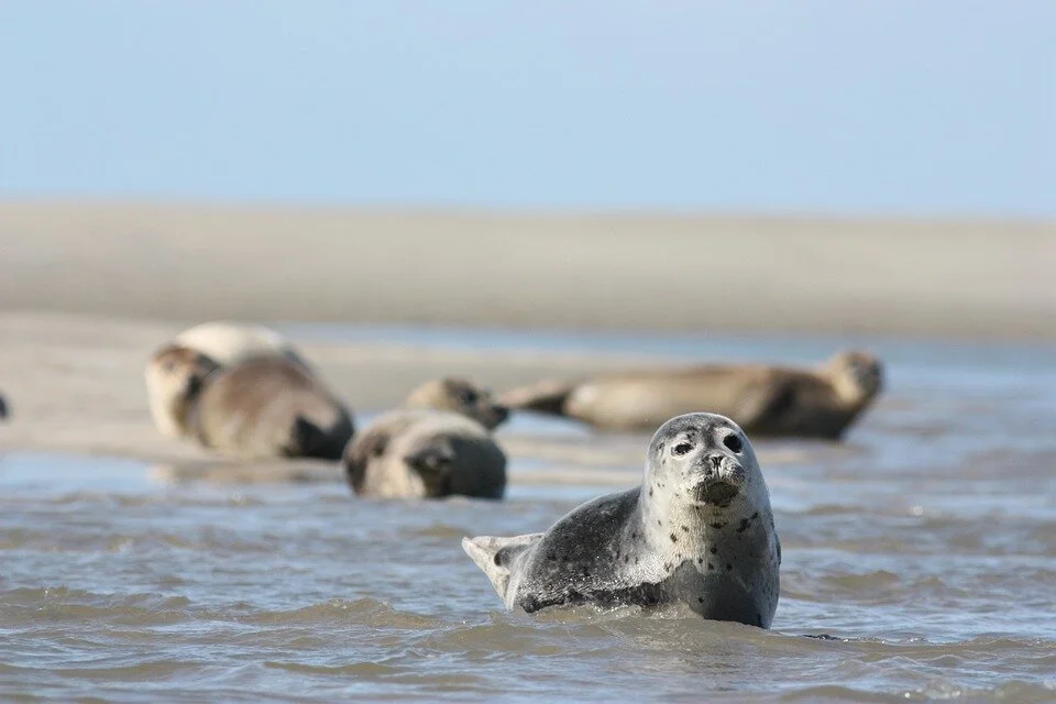 Seals of the Jersey Shore — Save Coastal Wildlife