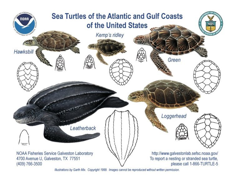 Hawksbill Turtle, Sea Turtles, Species