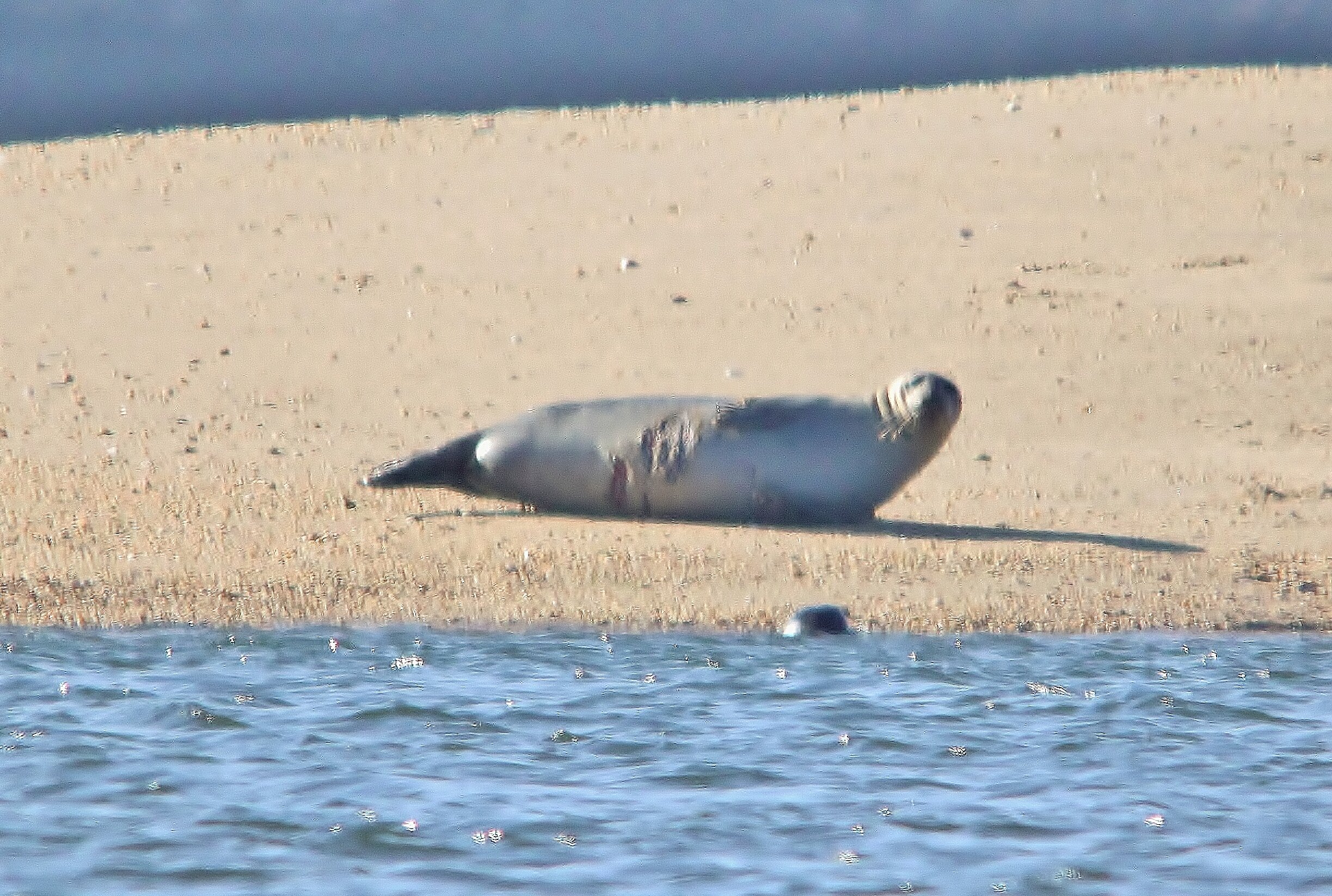 Volunteers needed for Winter Seal Survey — Save Coastal Wildlife