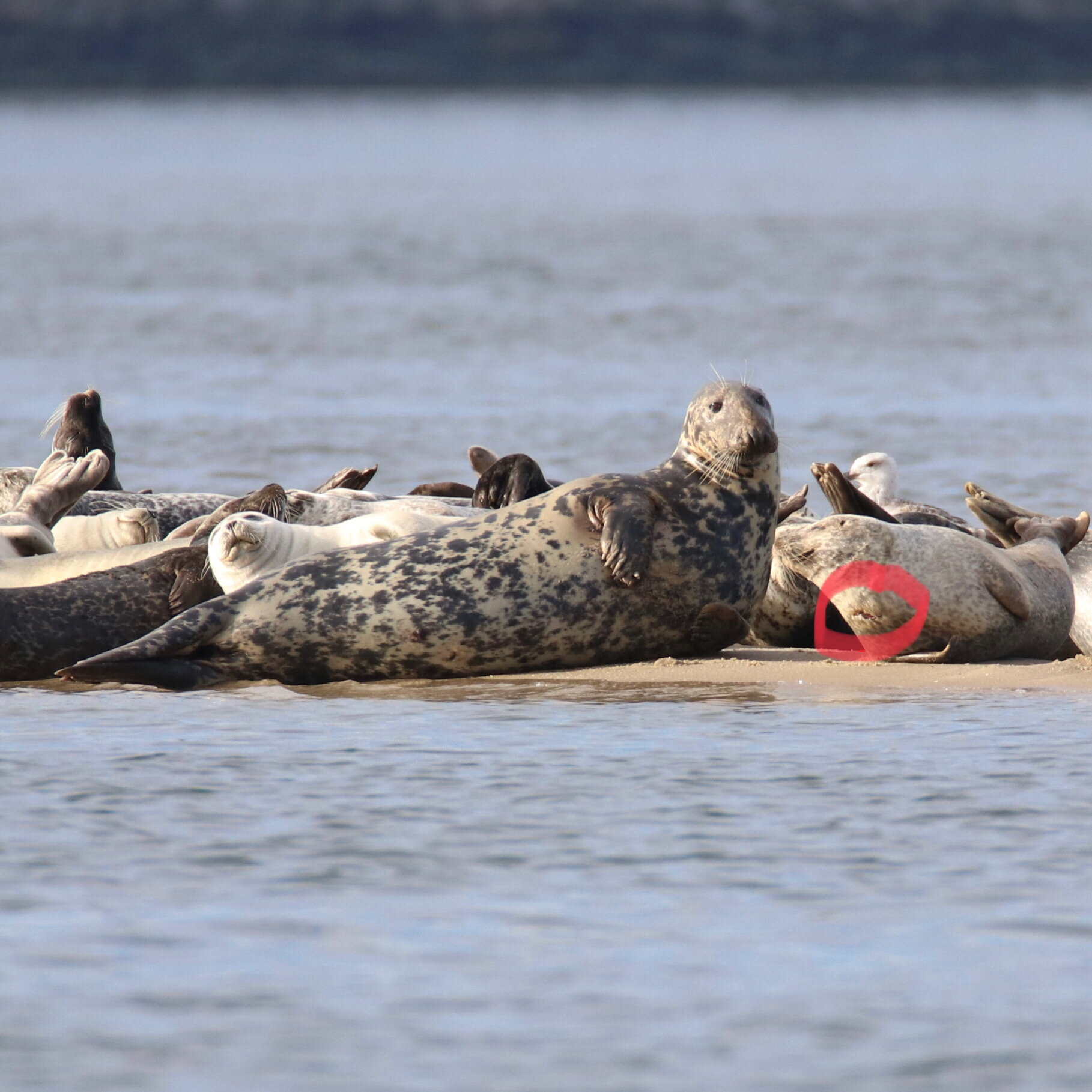 Seals of the Jersey Shore — Save Coastal Wildlife