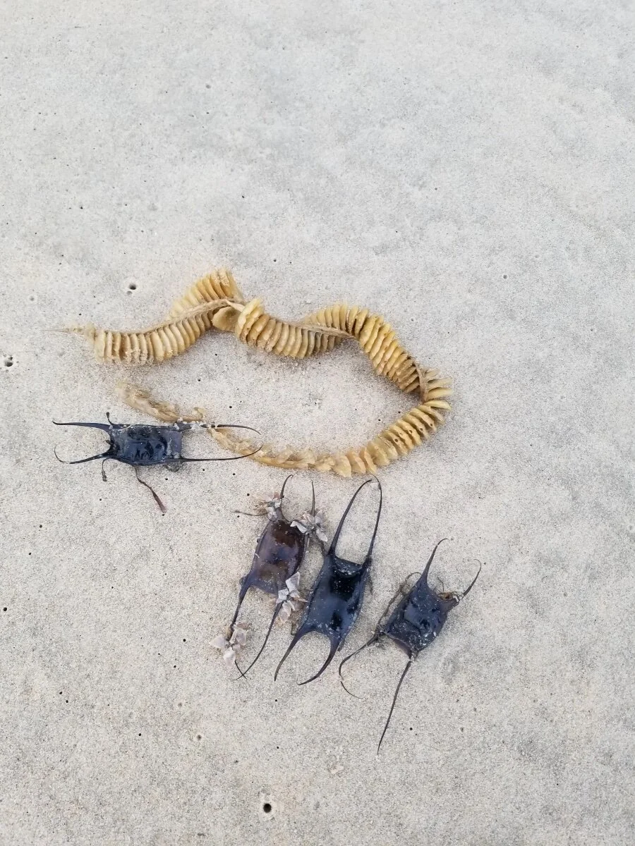 Final Day for Spring Skate & Whelk Egg Case Hunt