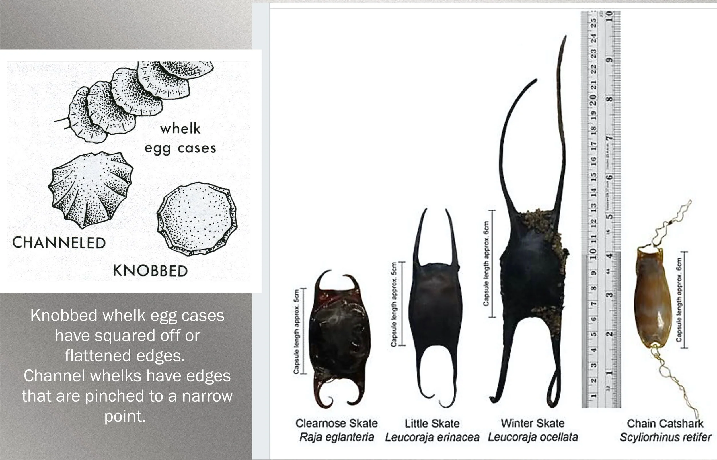 Spring Skate & Whelk Egg Case Hunt — Save Coastal Wildlife