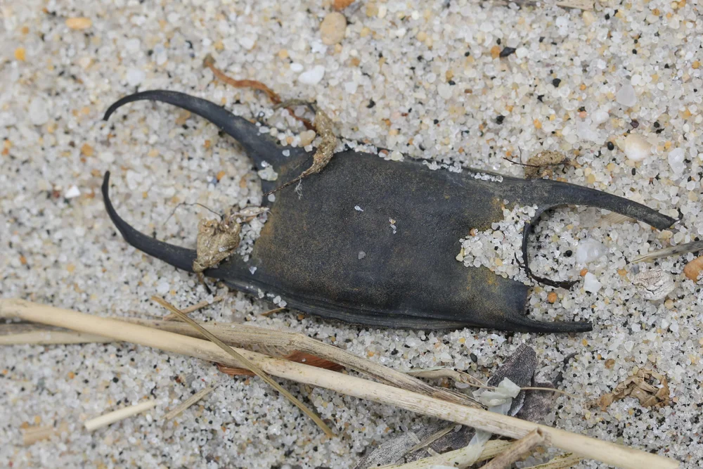 Spring Skate & Whelk Egg Case Hunt — Save Coastal Wildlife