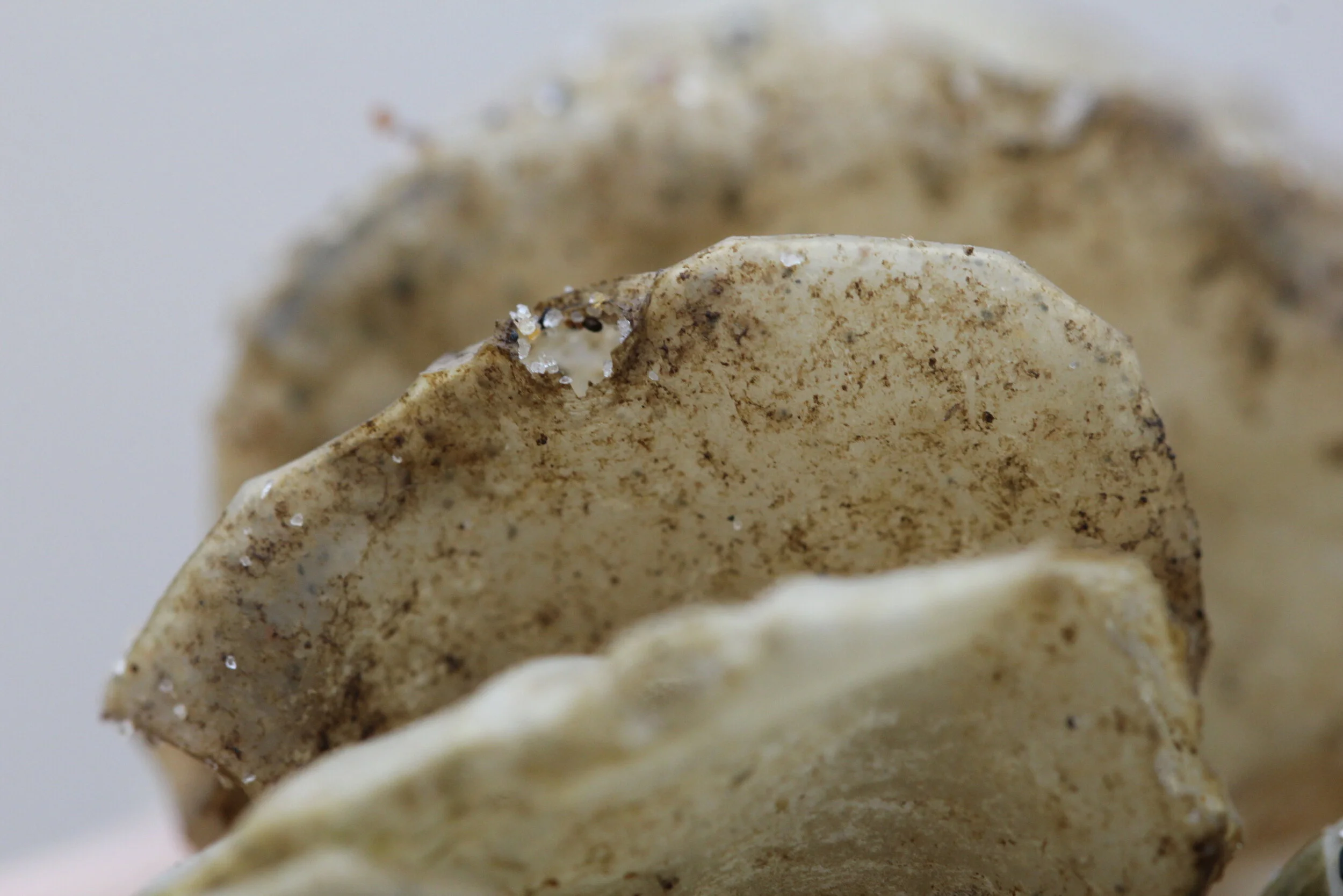 Spring Skate & Whelk Egg Case Hunt — Save Coastal Wildlife