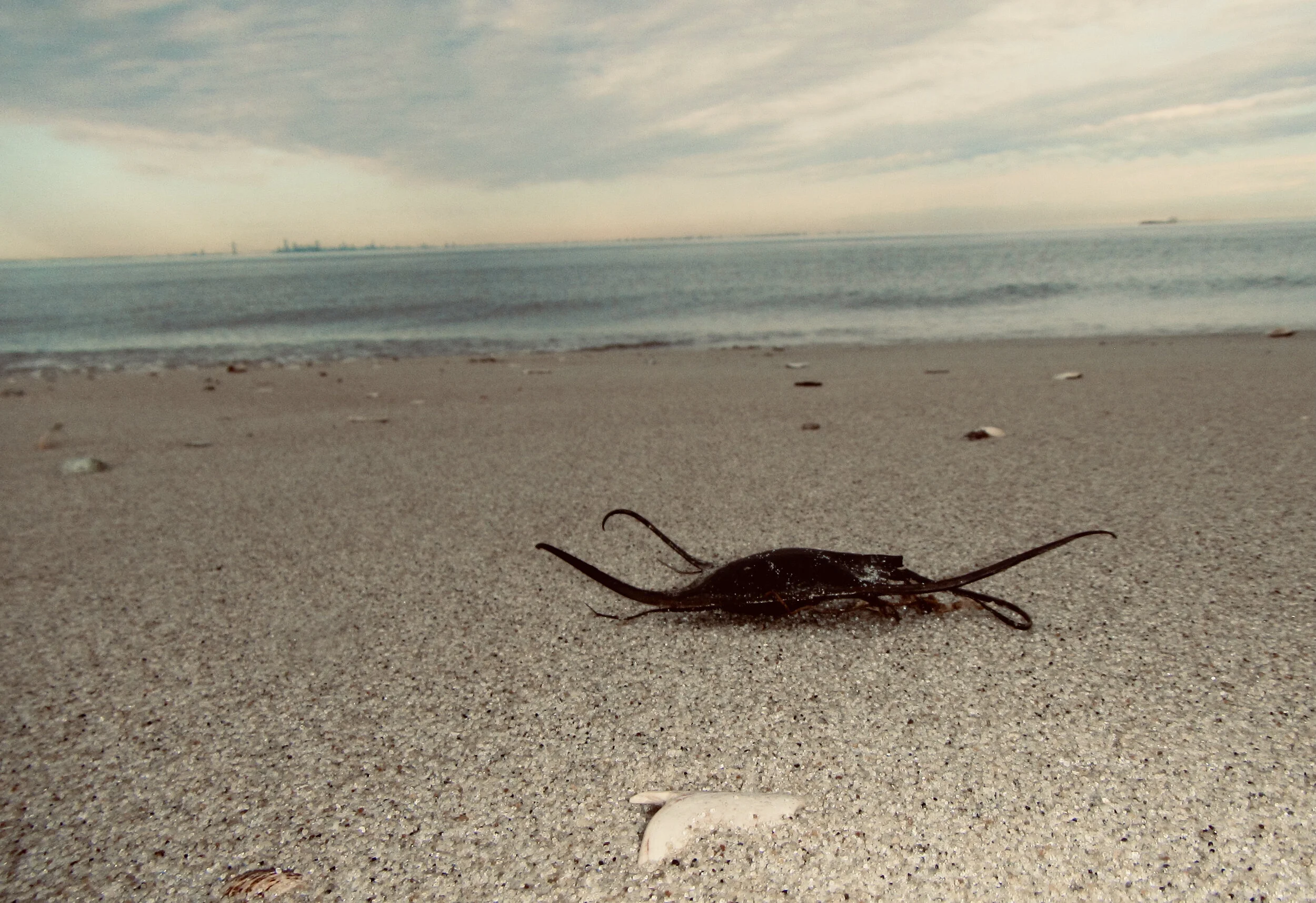 Spring Skate & Whelk Egg Case Hunt — Save Coastal Wildlife