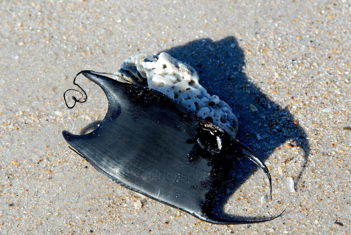 You May Spot Some Stingrays Along New Jersey Beaches This Summer