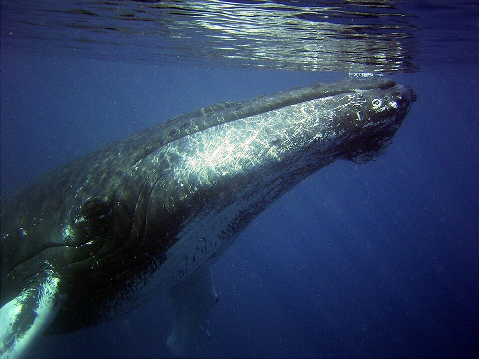 Calls grow for federal probe into whale deaths along Northeast beaches