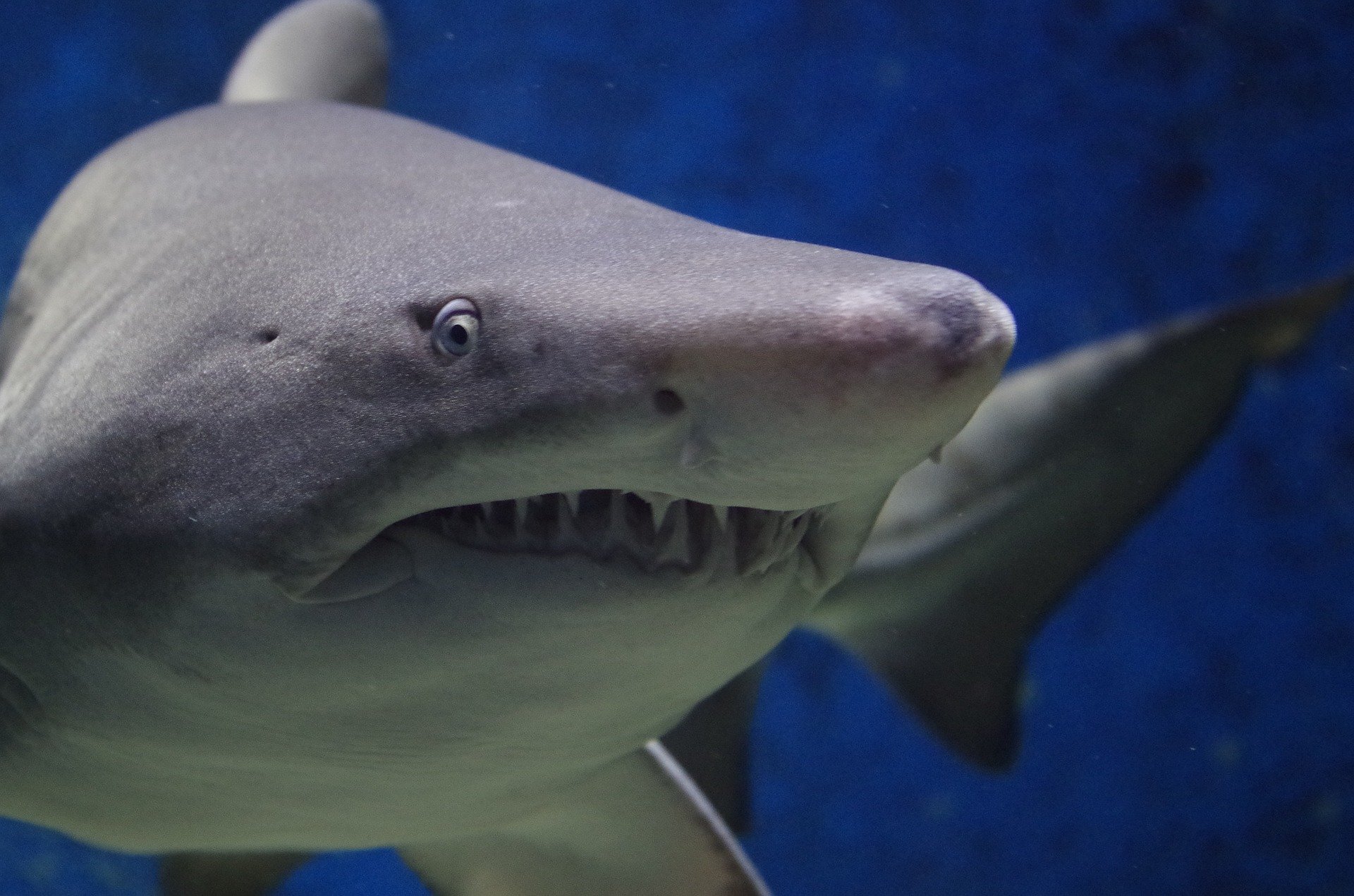 Aquarium Notes: Salmon sharks one of 18 shark species off Oregon's