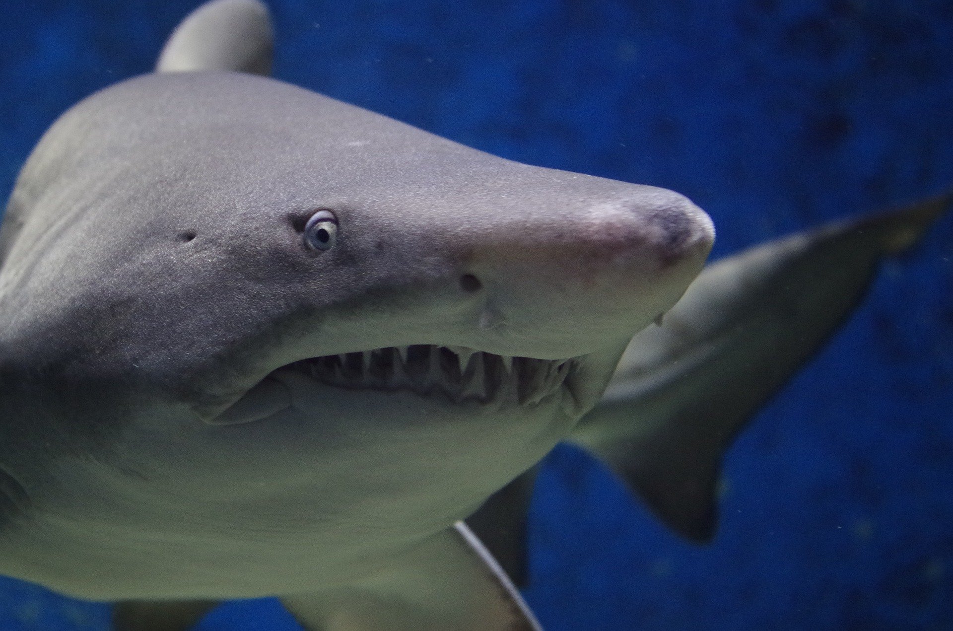 There's a 1,000-pound great white shark swimming near the Jersey shore