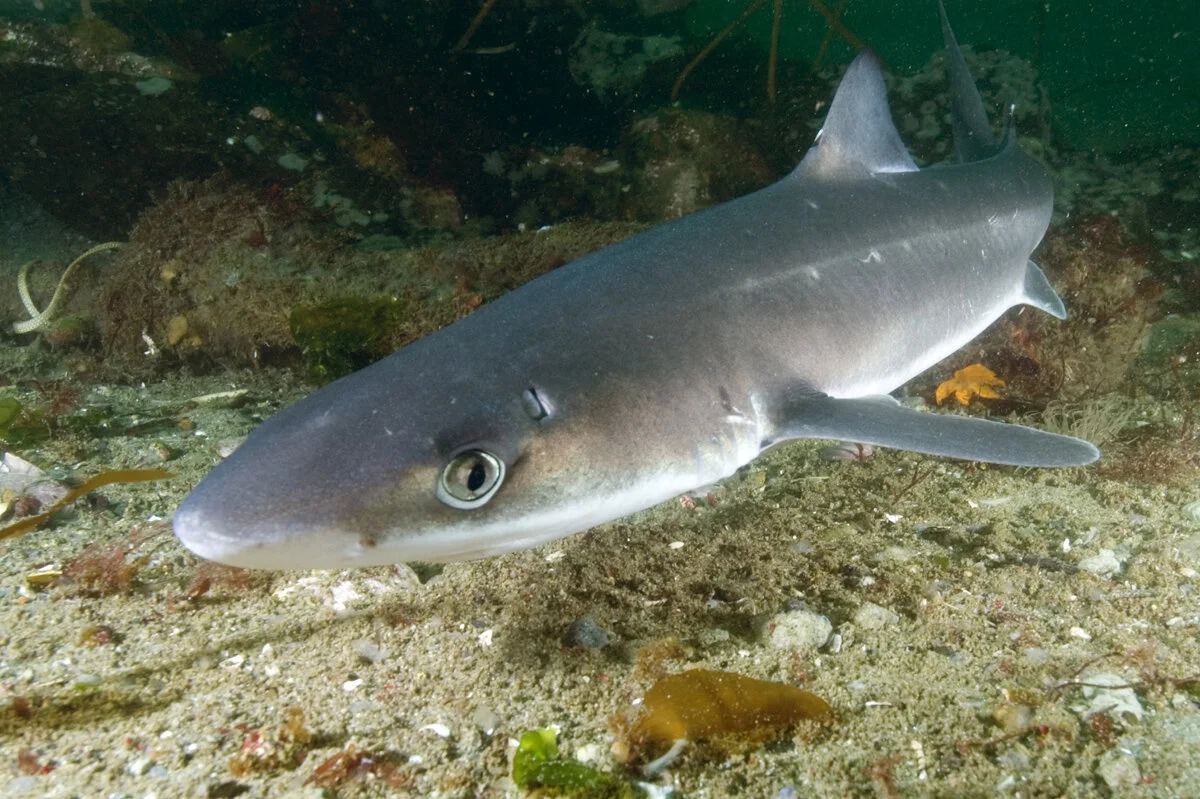 Sharks Of The Jersey Shore Save Coastal Wildlife