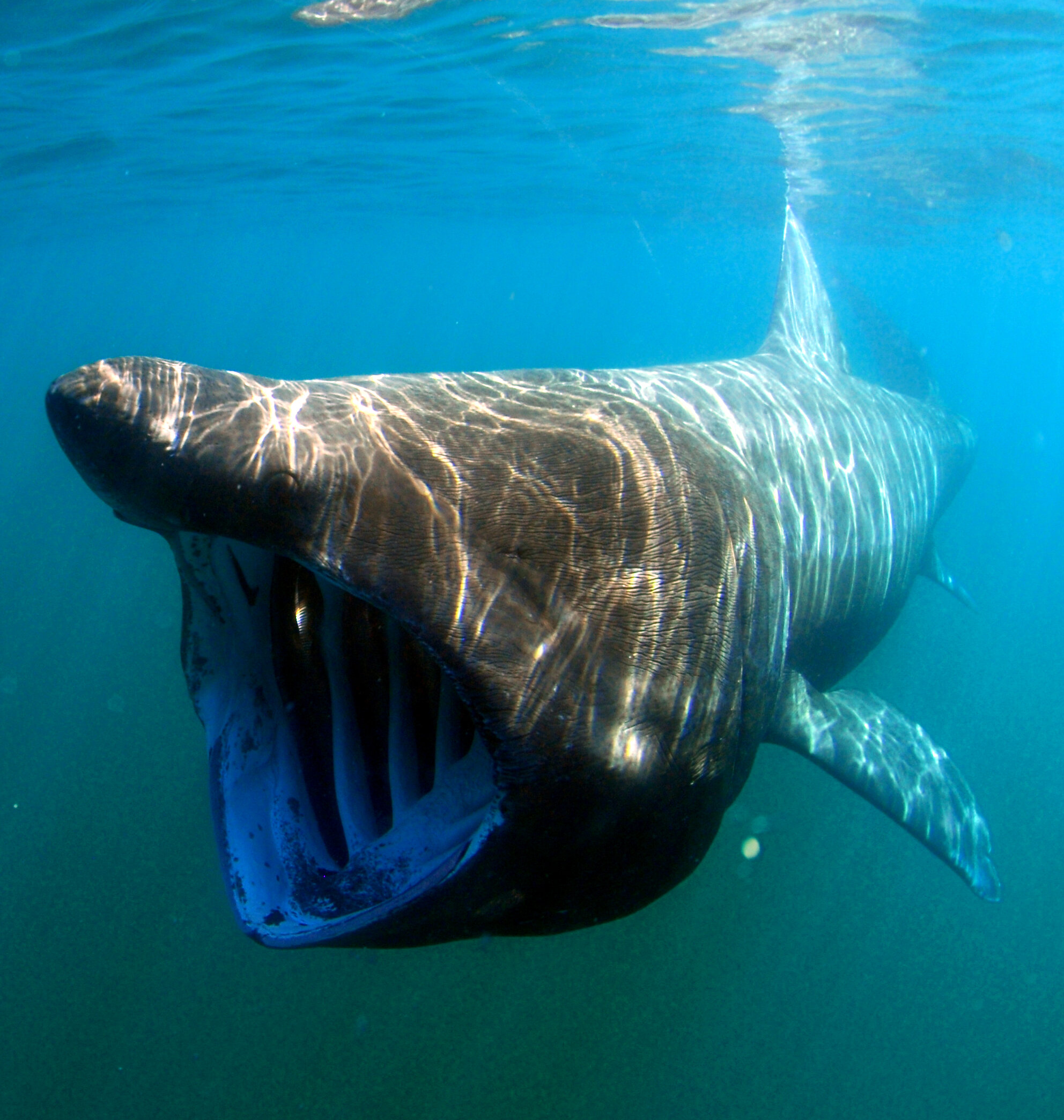 Sandbar Shark (Fish of Coastal New Jersey) · iNaturalist