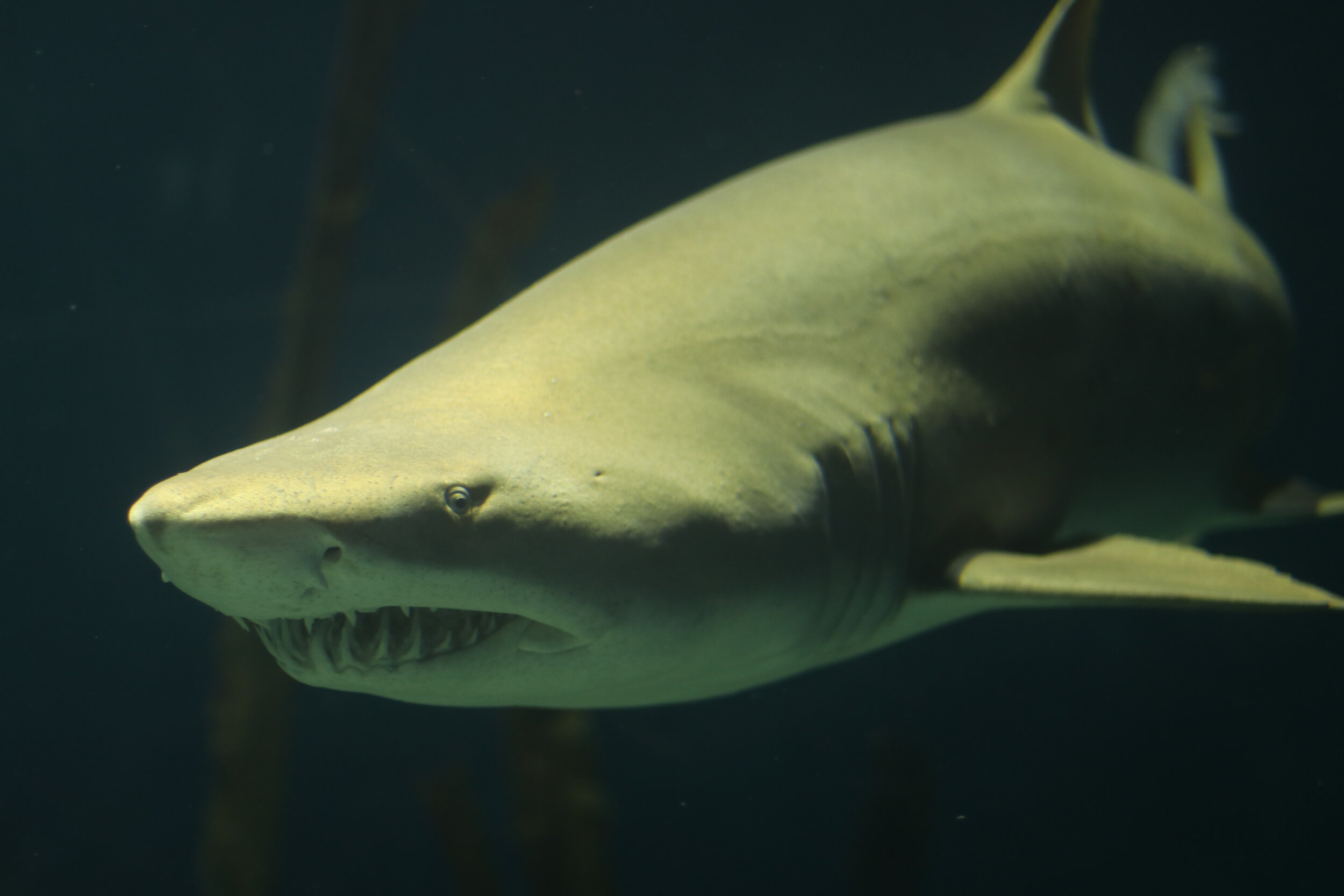 Sharks of the Jersey Shore — Save Coastal Wildlife