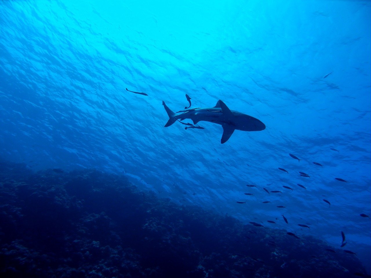 The Staggering Decline of Oceanic Sharks and Rays