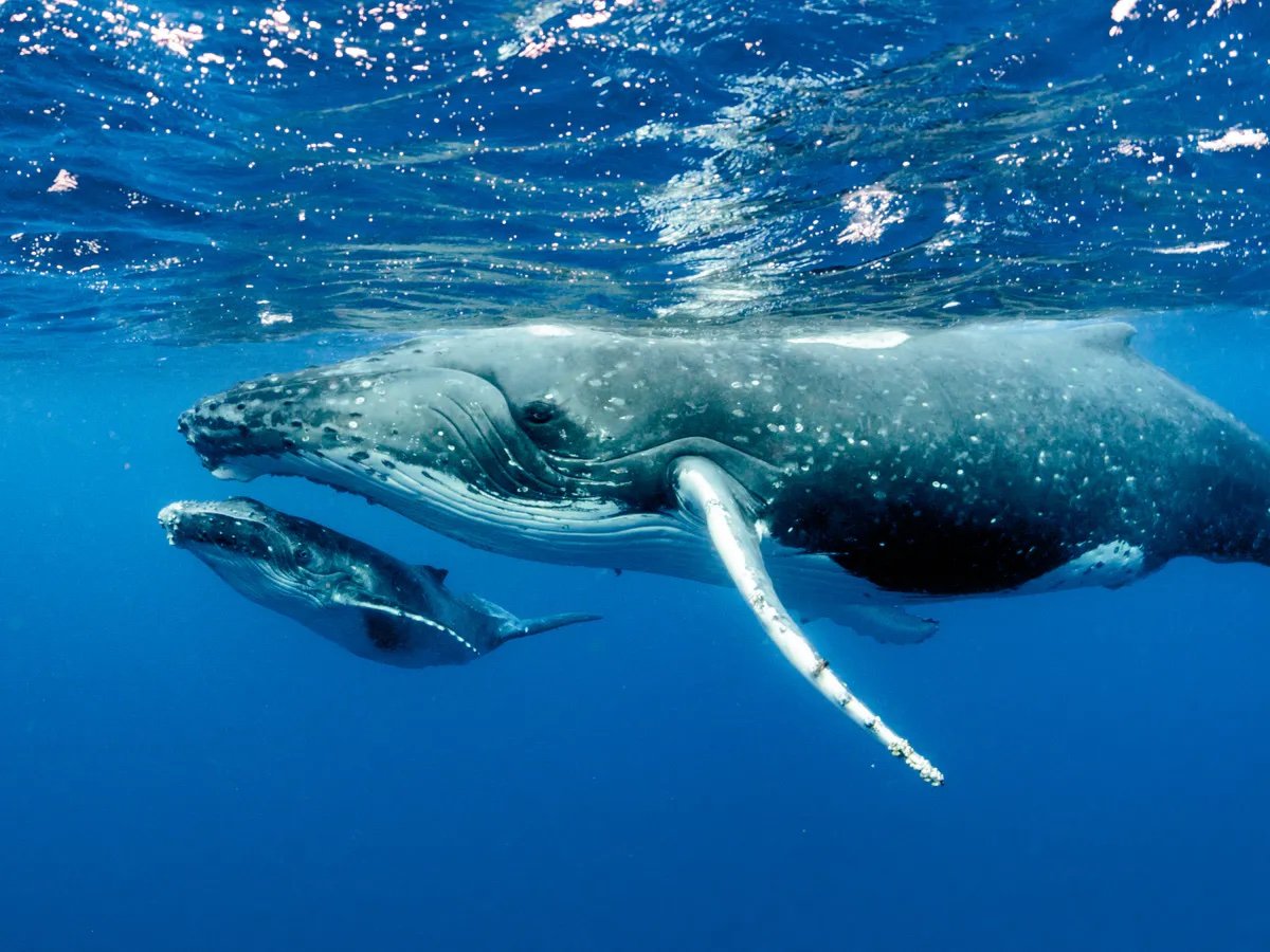 Female Humpback Whale with Calf