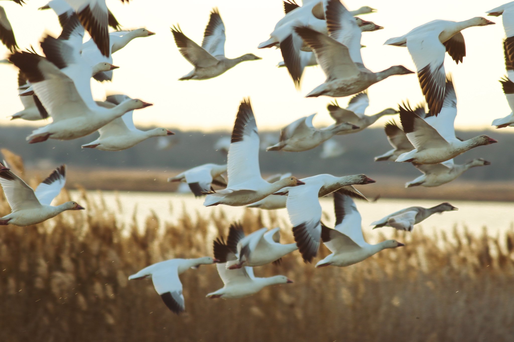 Snow Geese