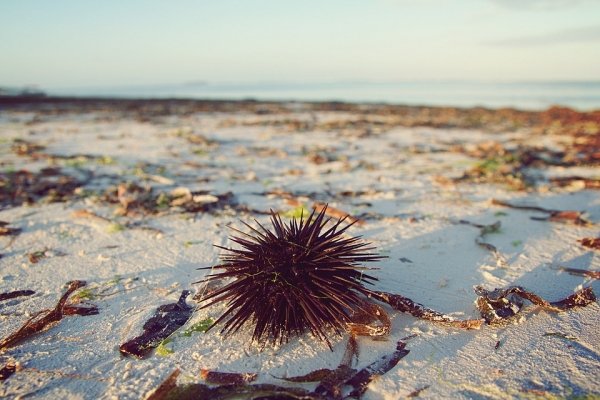 Plastic Pollution Kills Sea Urchin Larvae