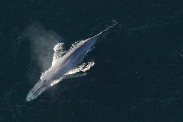 Blue Whales Swallowing 95 Pounds of Plastic Daily, Scientists Estimate