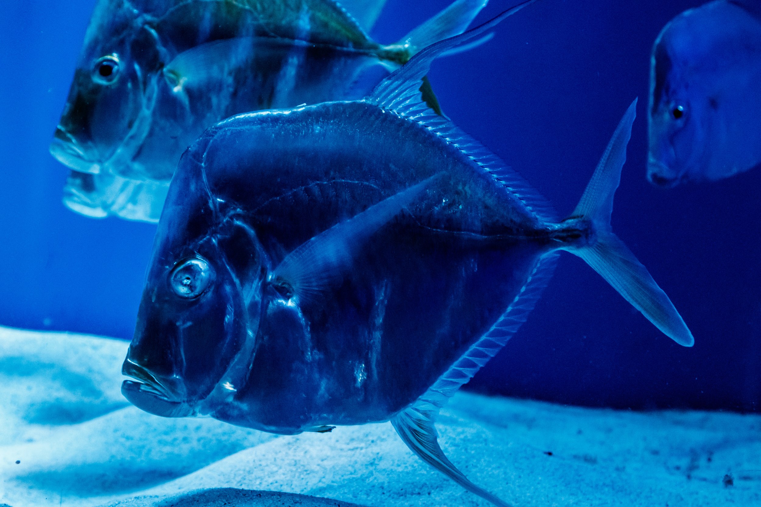 SUMMER 2024: Global Warming is Changing Biodiversity Along the Jersey Shore!
