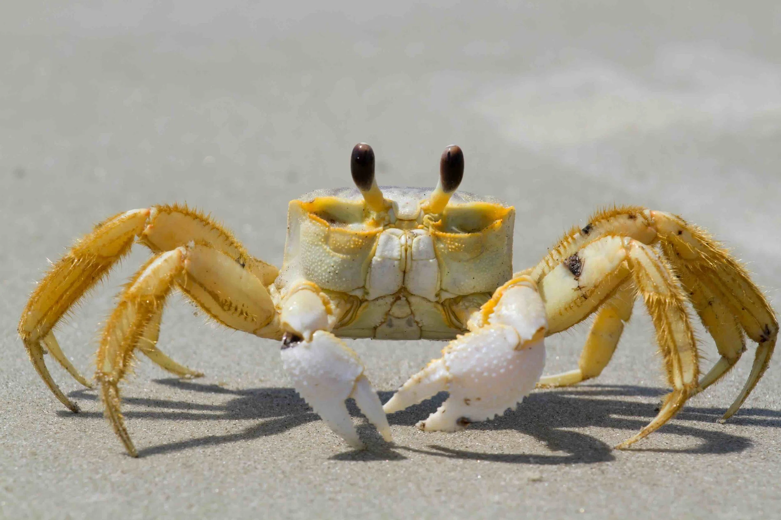 Who You Going Call? Ghost Crabs Along the Jersey Shore.