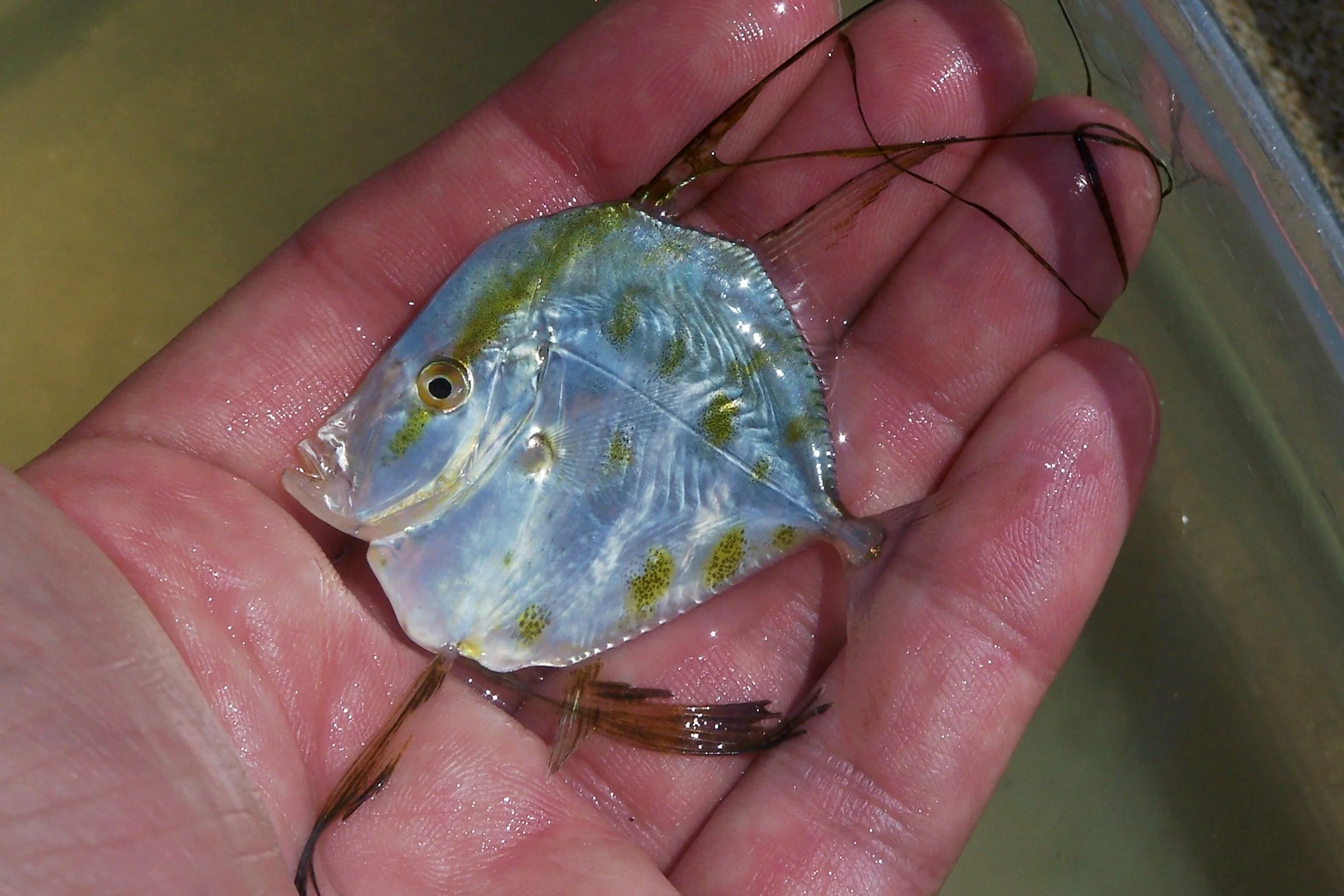 SUMMER 2024: Global Warming is Changing Biodiversity Along the Jersey ...