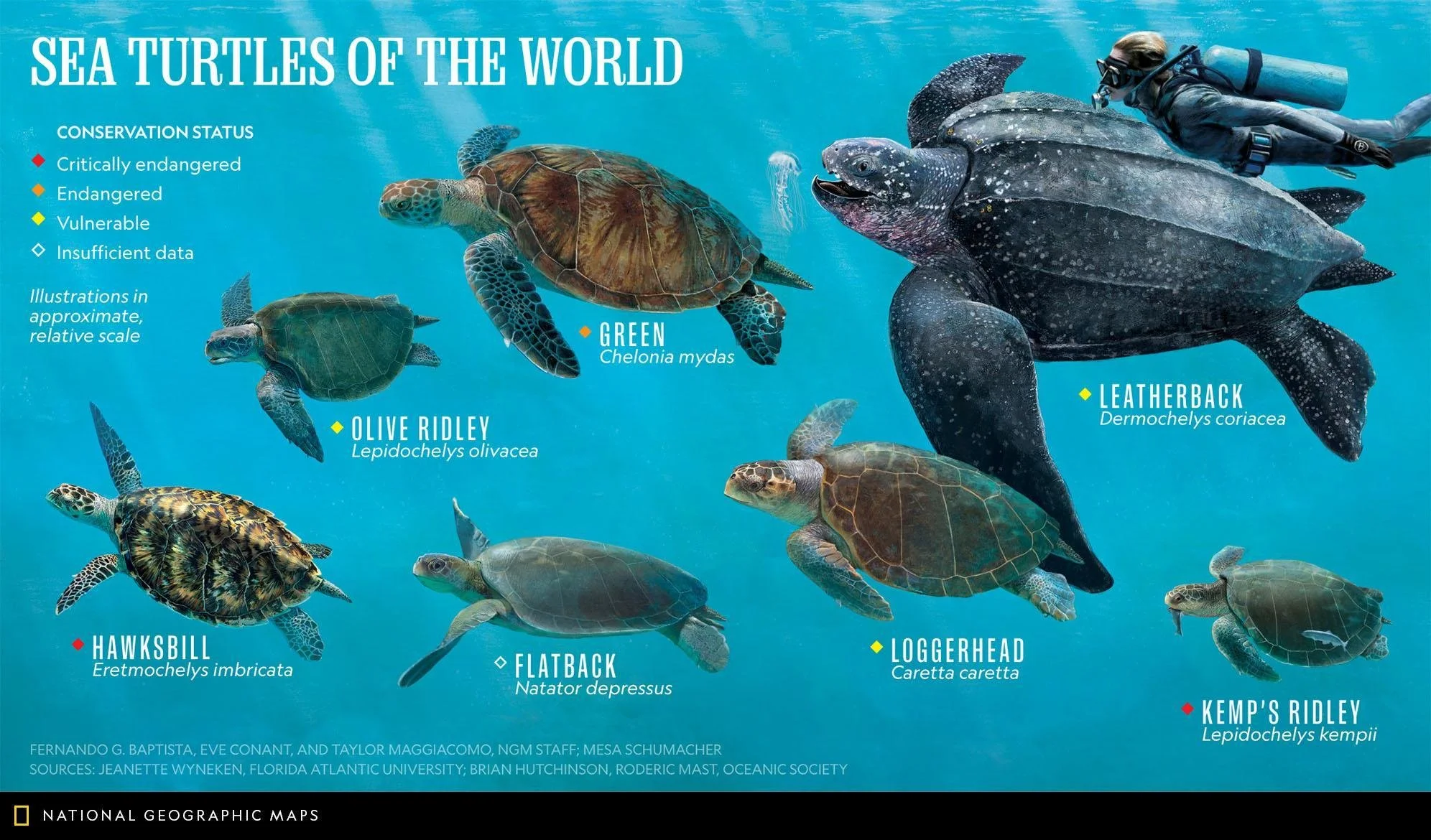 Save Sea Turtles Along Jersey Shore Save Coastal Wildlife Save Sea Turtles Along Jersey Shore Save Coastal Wildlife