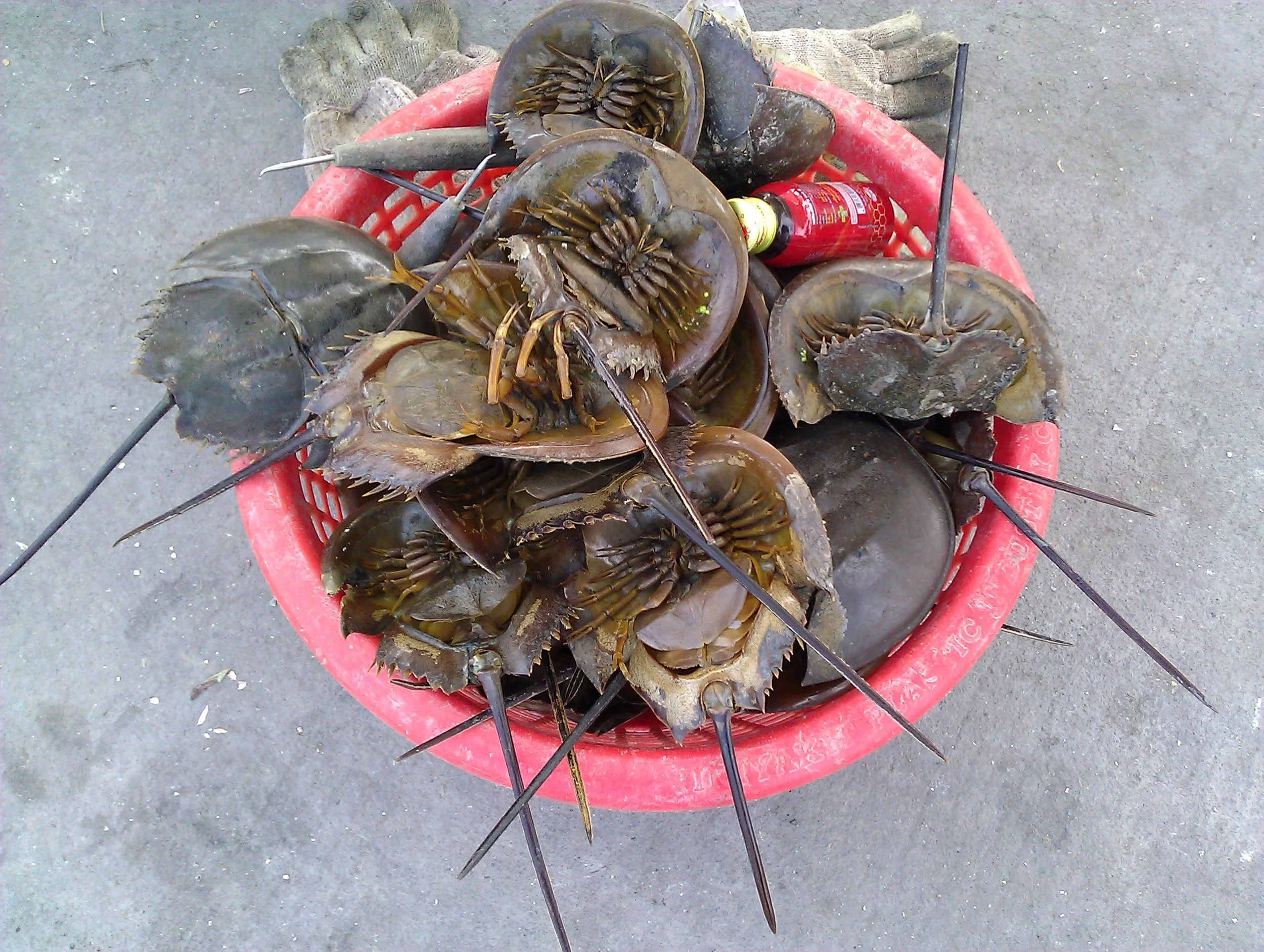 Save Horseshoe Crabs in New York Harbor — Save Coastal Wildlife