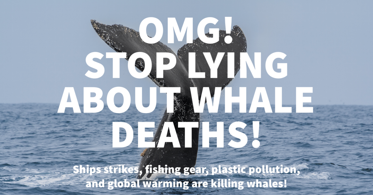 STOP LYING ABOUT WHALE DEATHS — Save Coastal Wildlife
