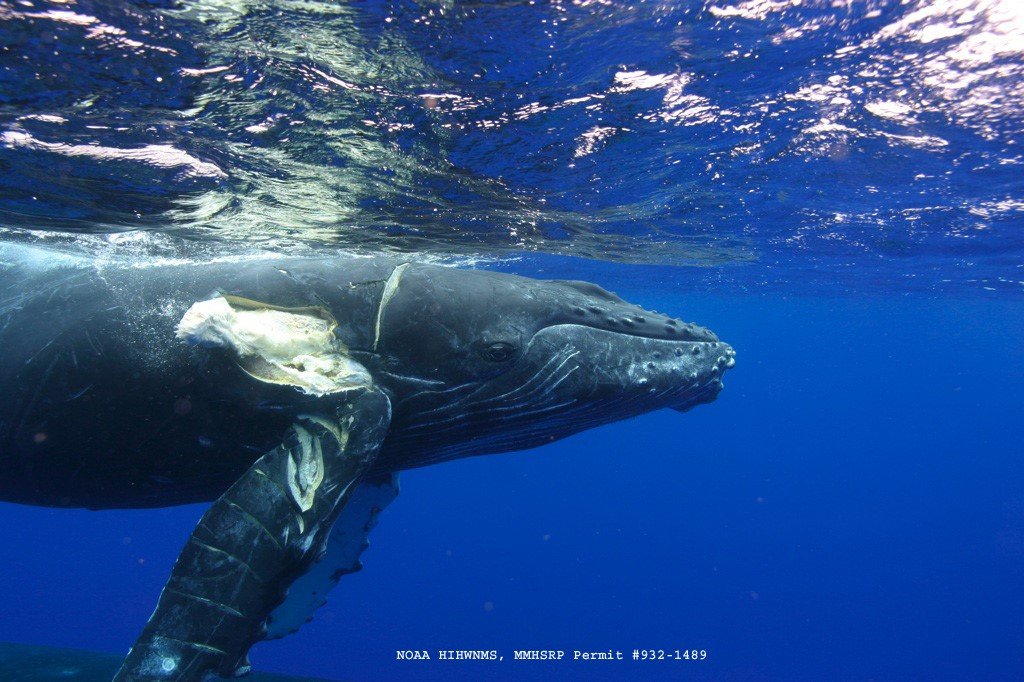 Calls grow for federal probe into whale deaths along Northeast beaches