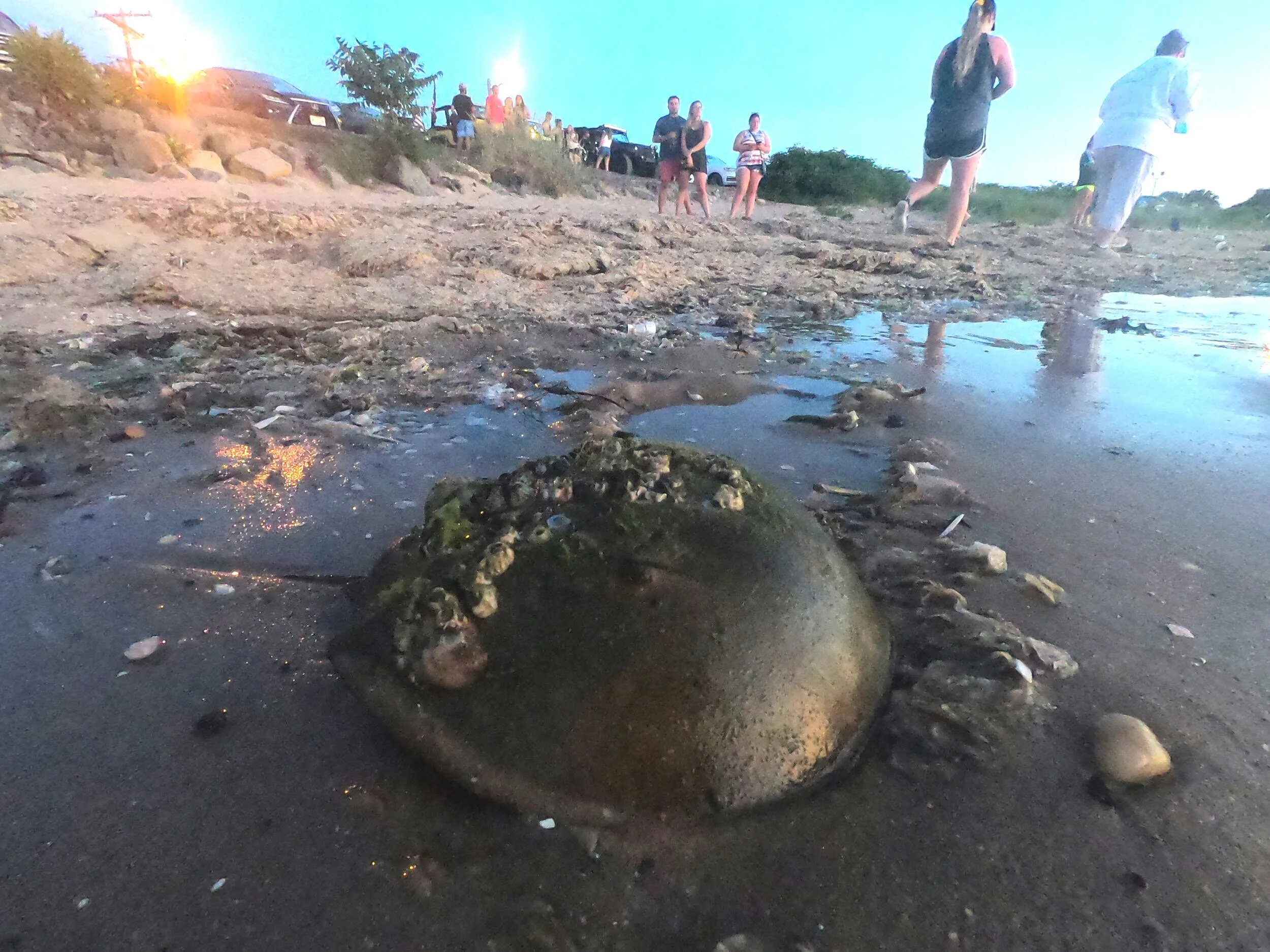 Save Horseshoe Crabs in New York Harbor — Save Coastal Wildlife