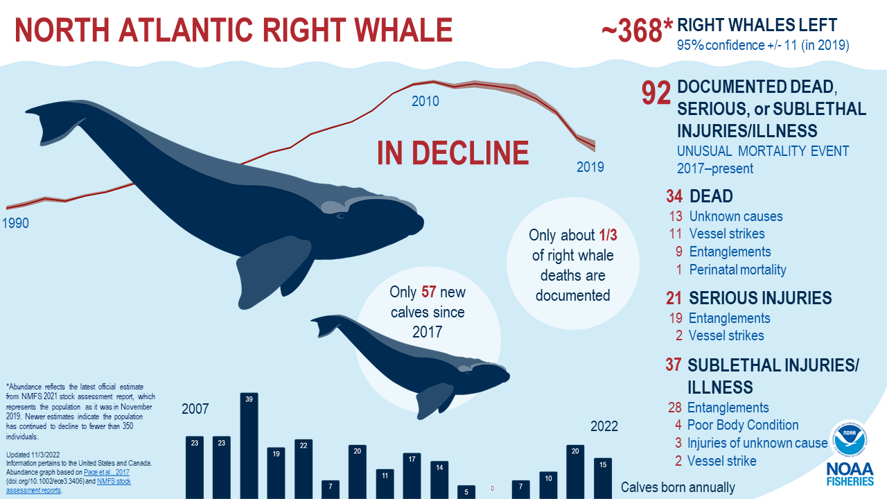 Save North Atlantic Right Whales Along Jersey Shore — Save Coastal Wildlife