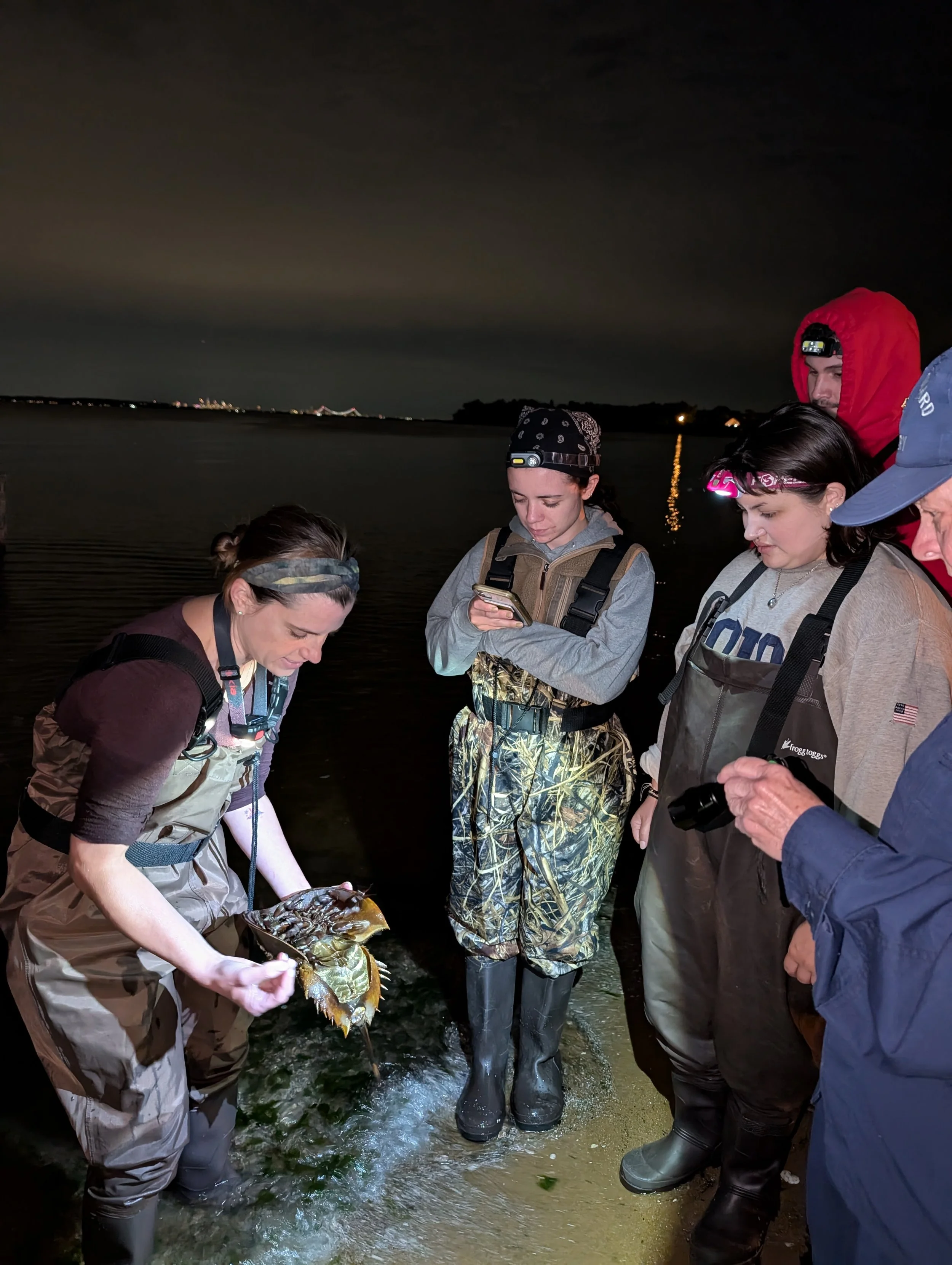 Volunteer to Monitor Horseshoe crabs this Spring!
