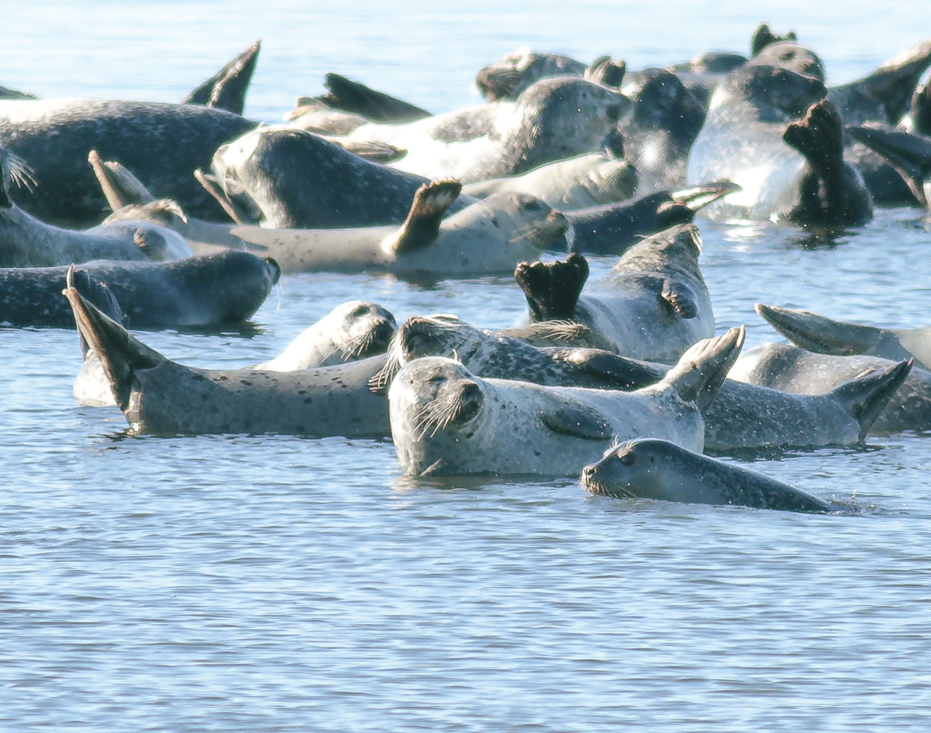 Seals of the Jersey Shore — Save Coastal Wildlife