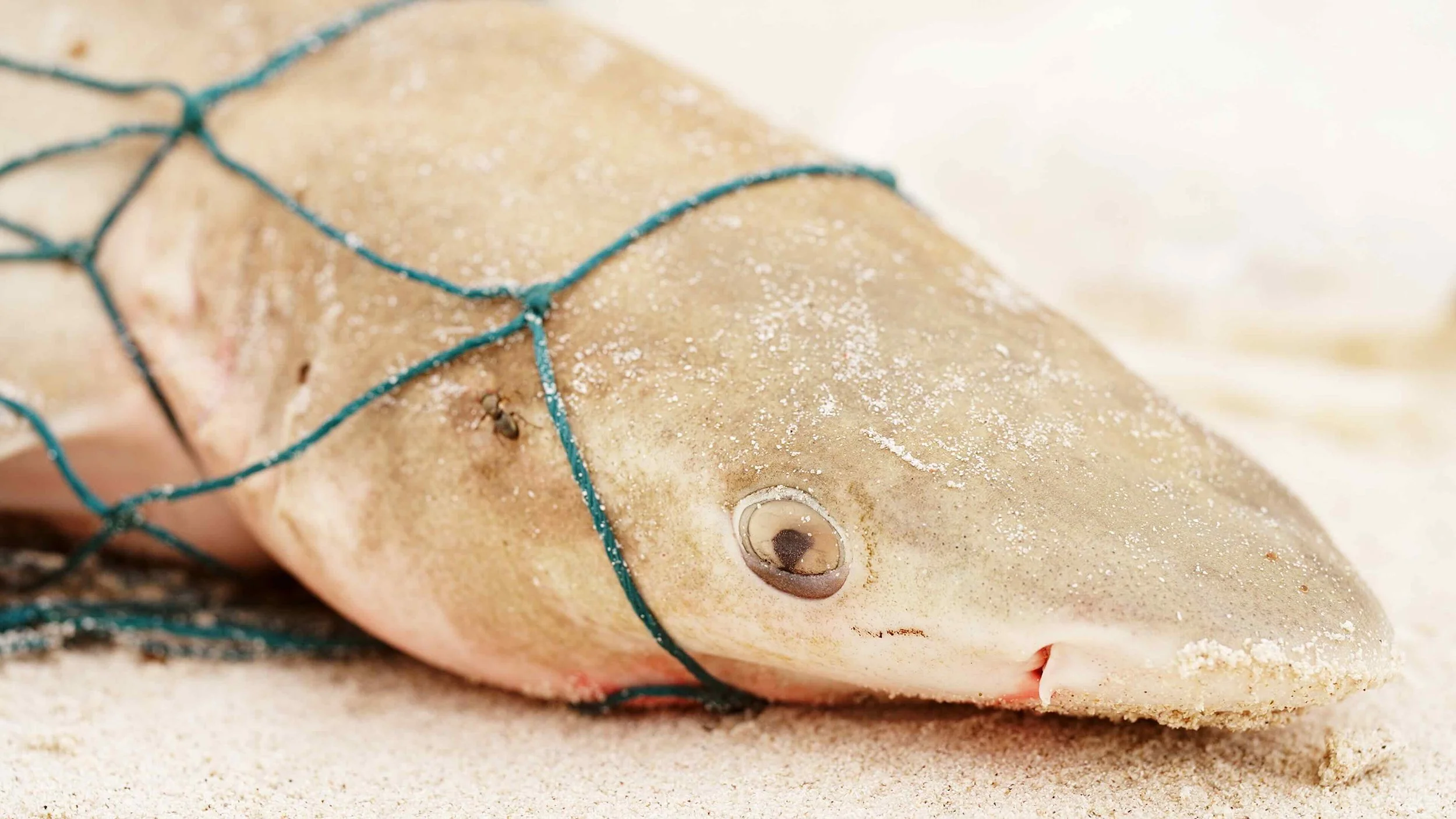 close-up, juvenile blacktip shark, carcharhinus limnbatus, dead in discarded net or ghost gear on a beach, ecology concept, ocean pollution animals