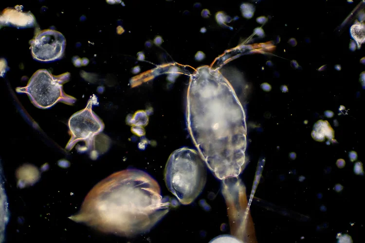 Plankton Rods Plankton Research Along the Jersey Shore — Save Coastal Wildlife