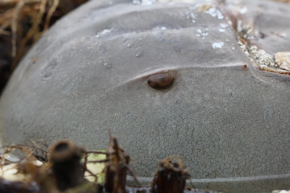 Horseshoe Crab Monitoring — Save Coastal Wildlife