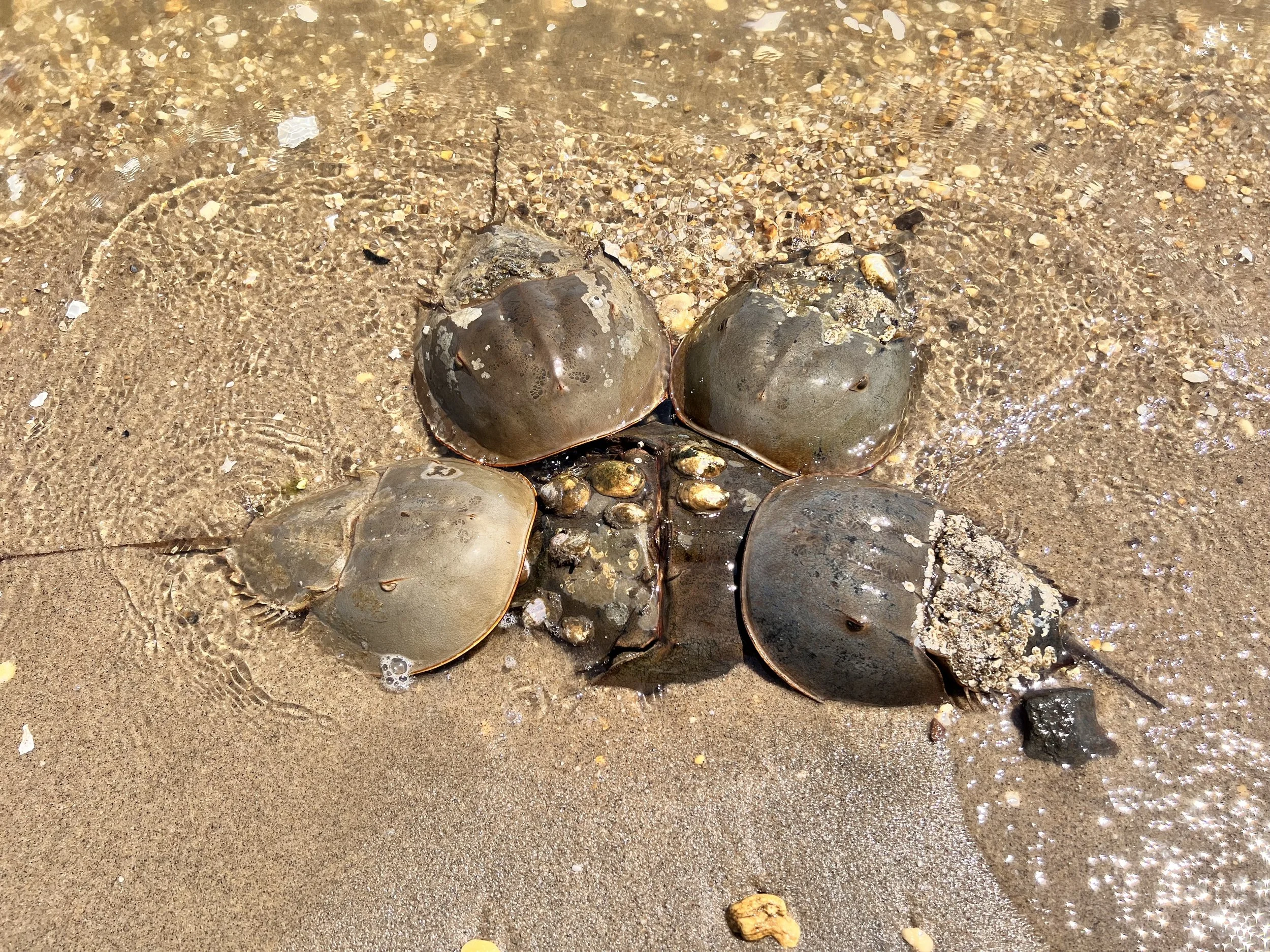 General 3 — Save Coastal Wildlife