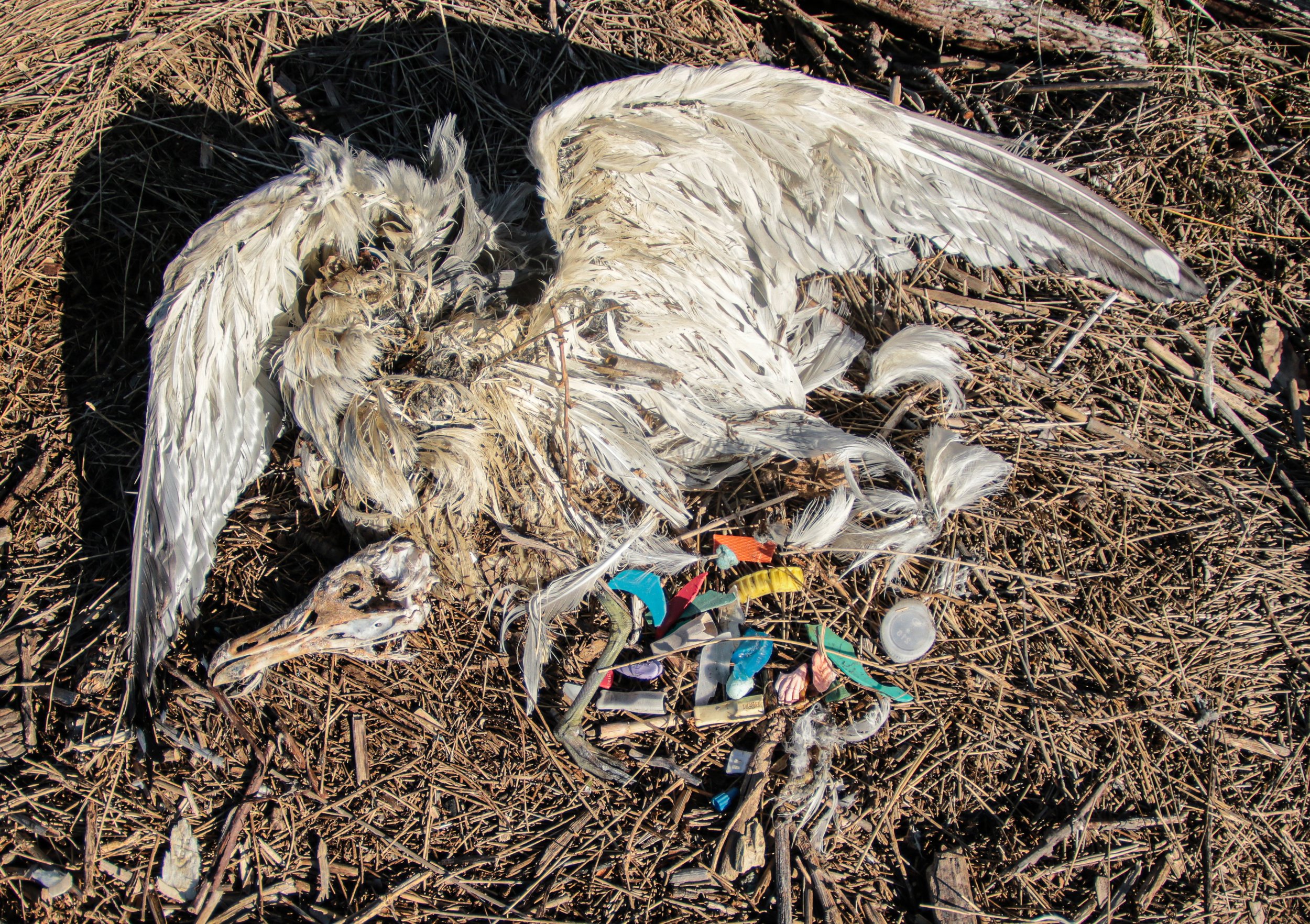 Plastic Pollution — Save Coastal Wildlife