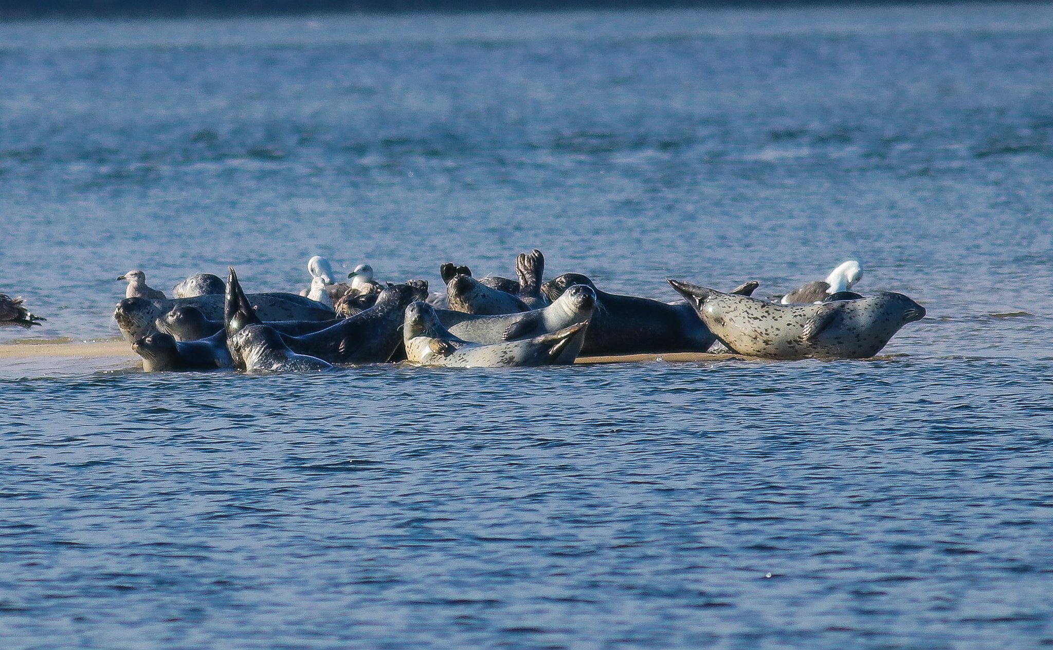 Save the Seals of Sandy Hook Bay — Save Coastal Wildlife